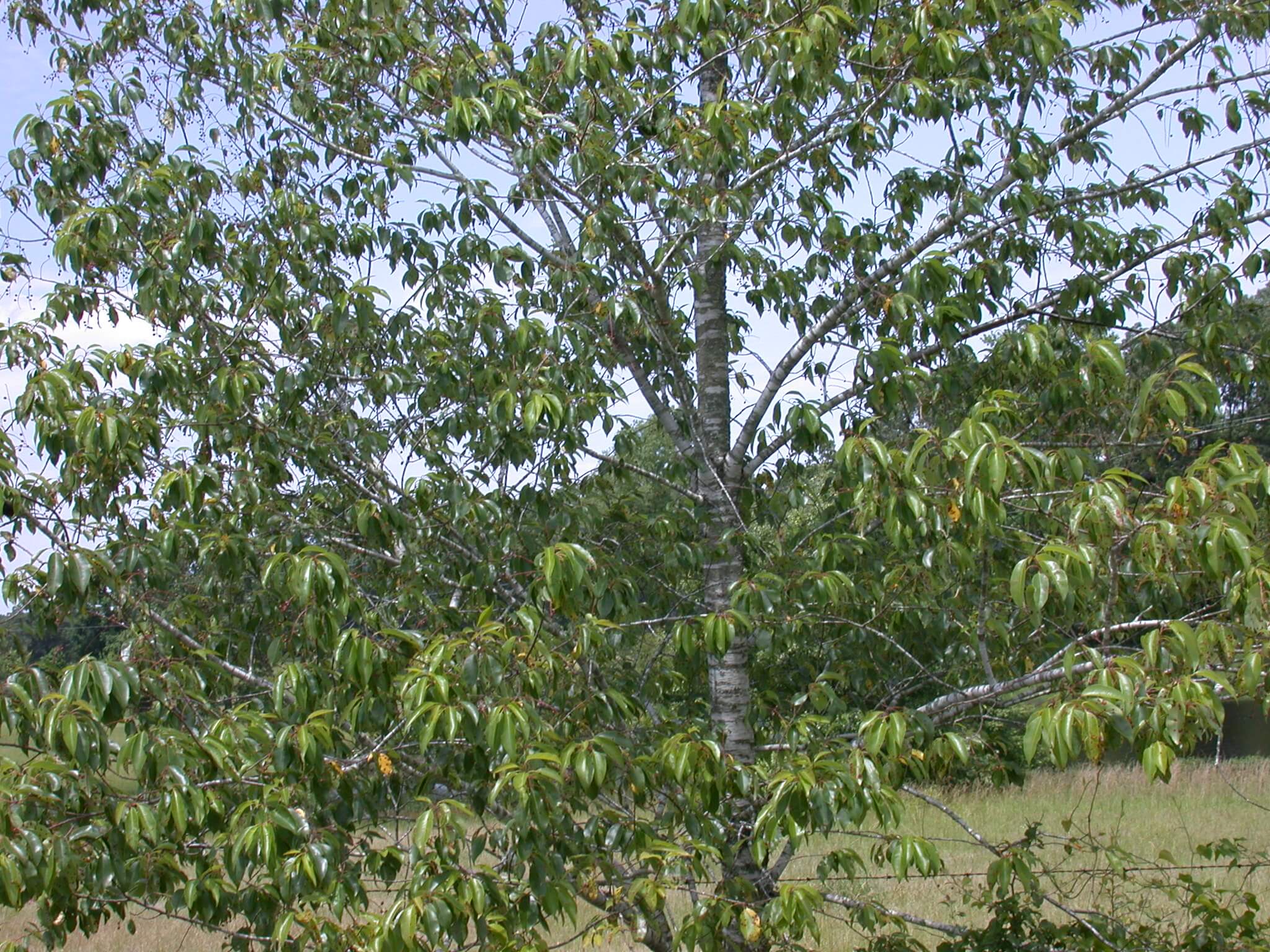 Wild Cherry Trunk