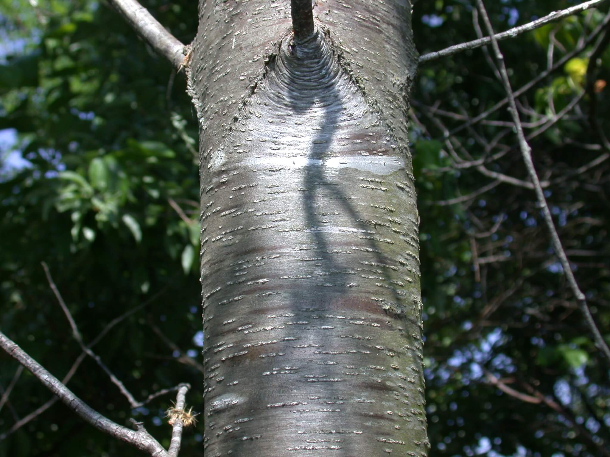 Wild Cherry Bark