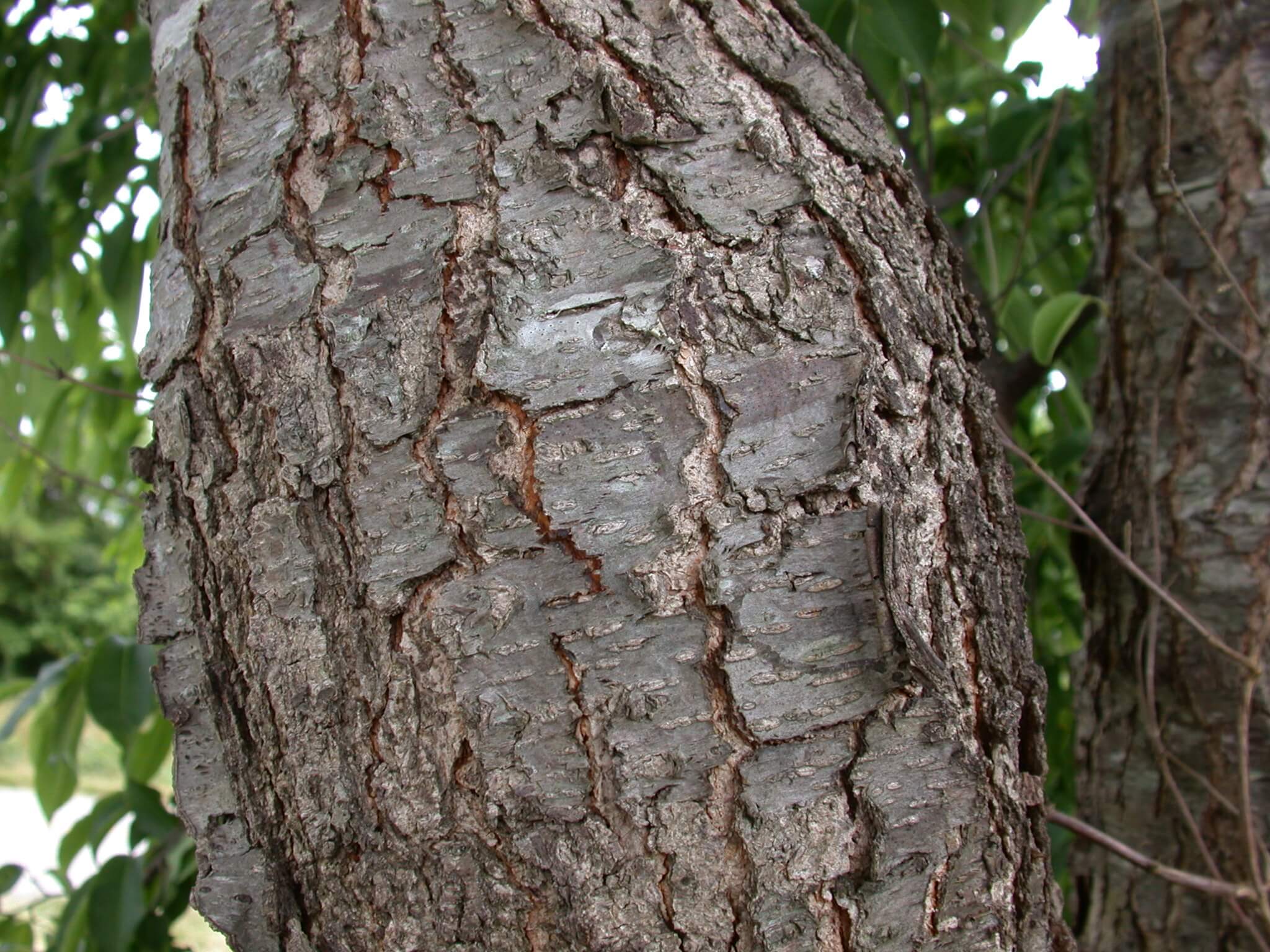 Wild Cherry Bark Rough