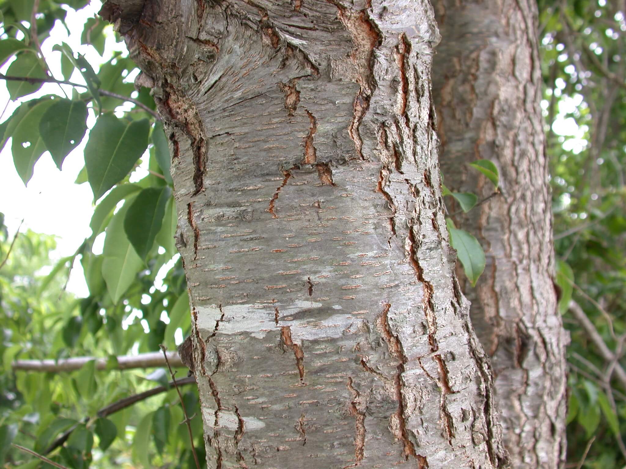 Wild Cherry Bark Split