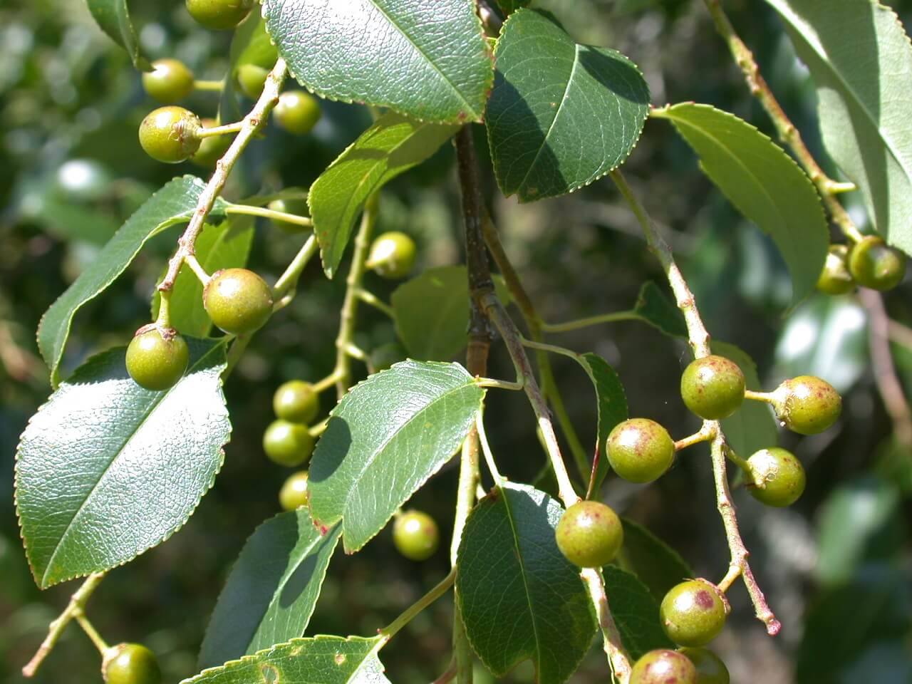 Wild Cherry Fruit