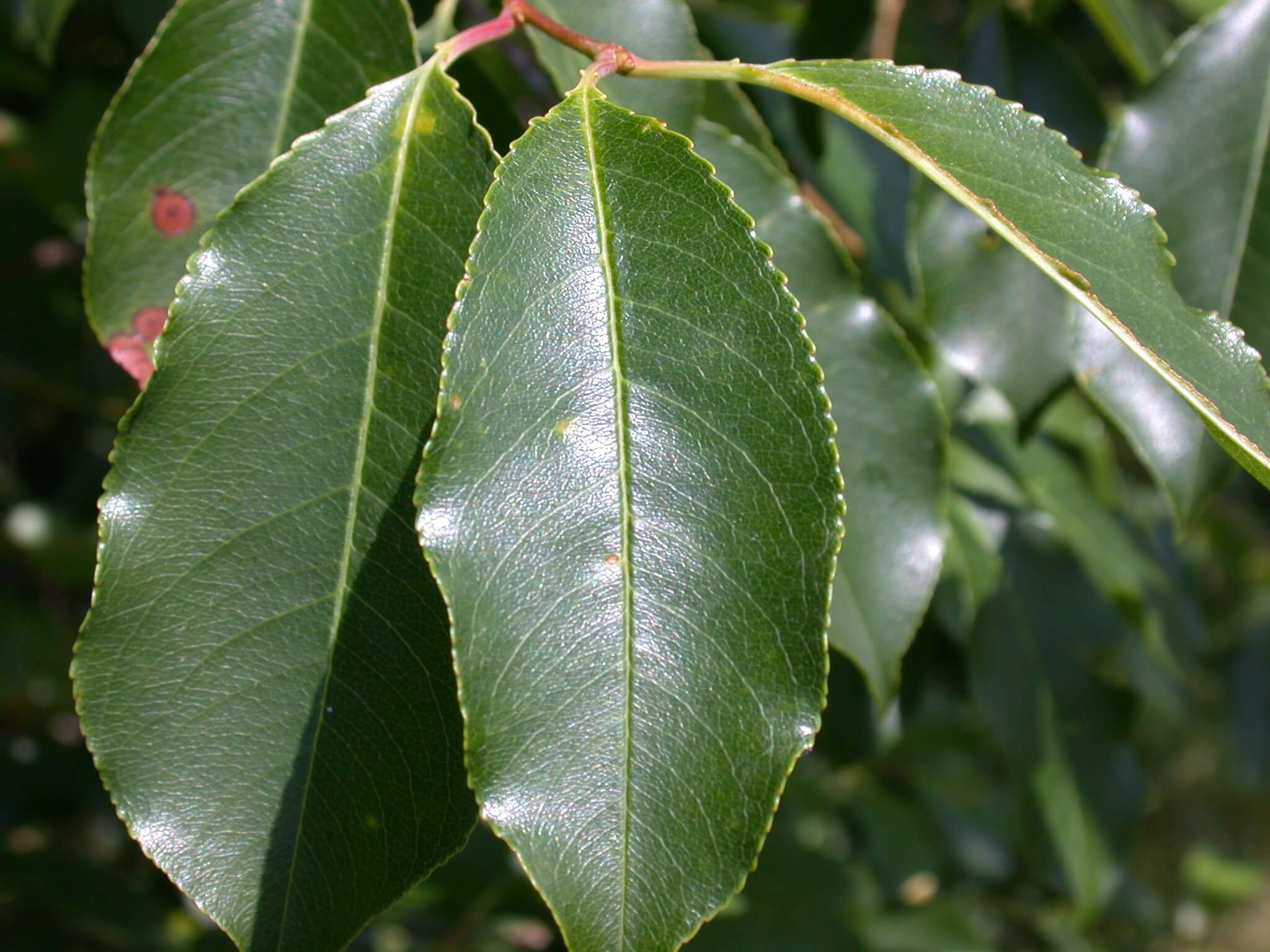 Wild Cherry Leaf