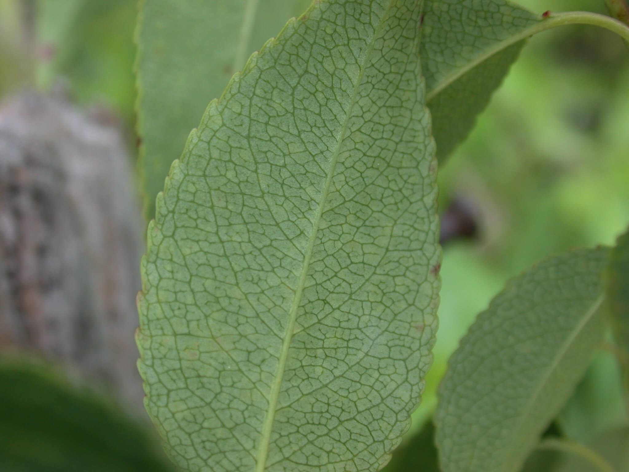 Wild Cherry Leaf Underside