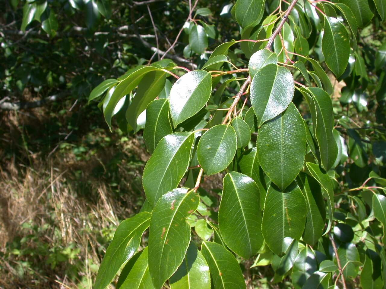 Wild Cherry Leaves