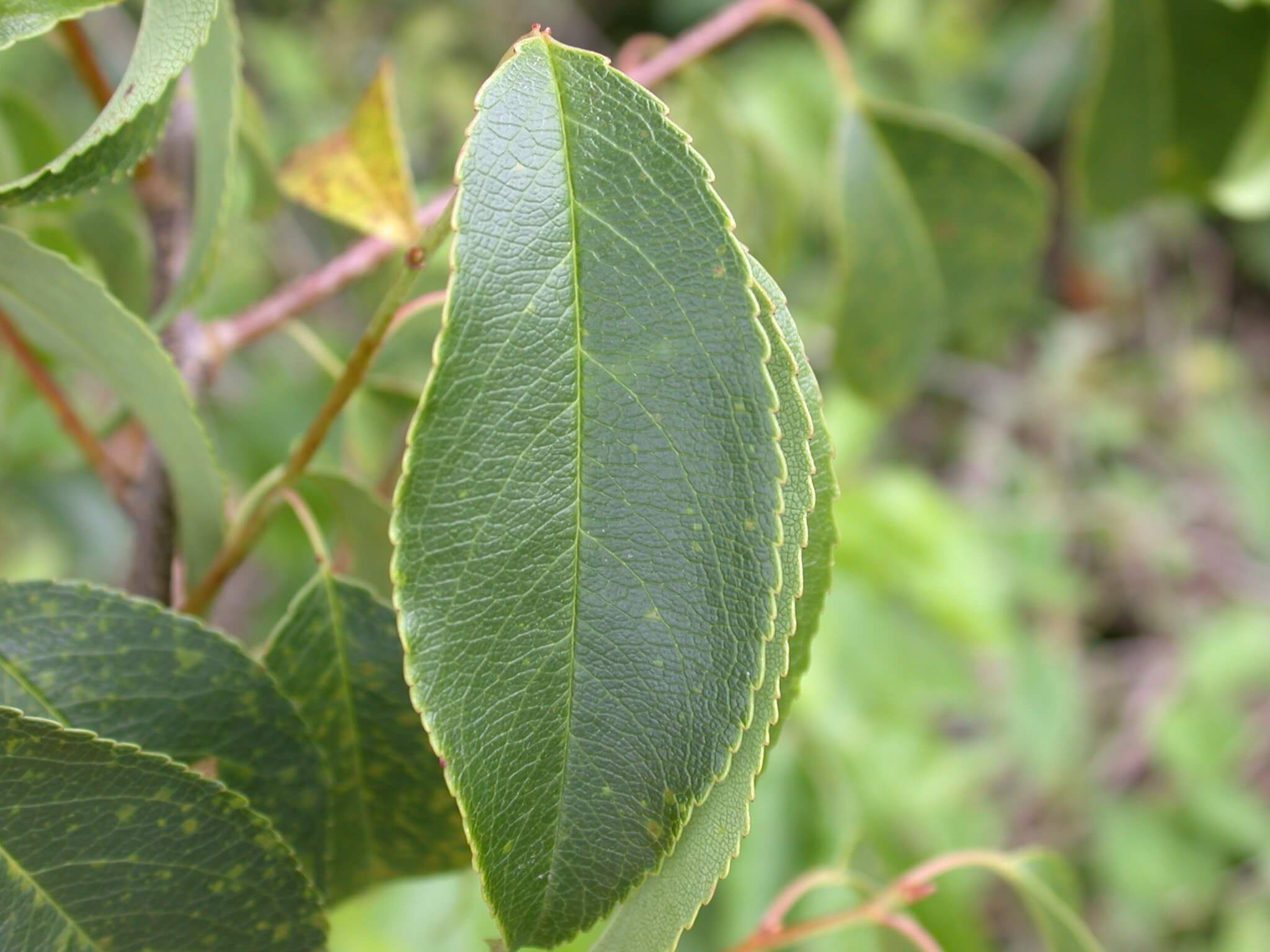 Wild Cherry Leaves