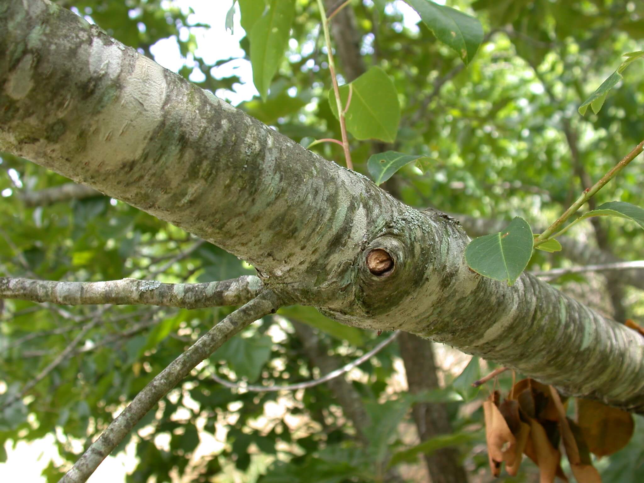 Wild Cherry Trunk