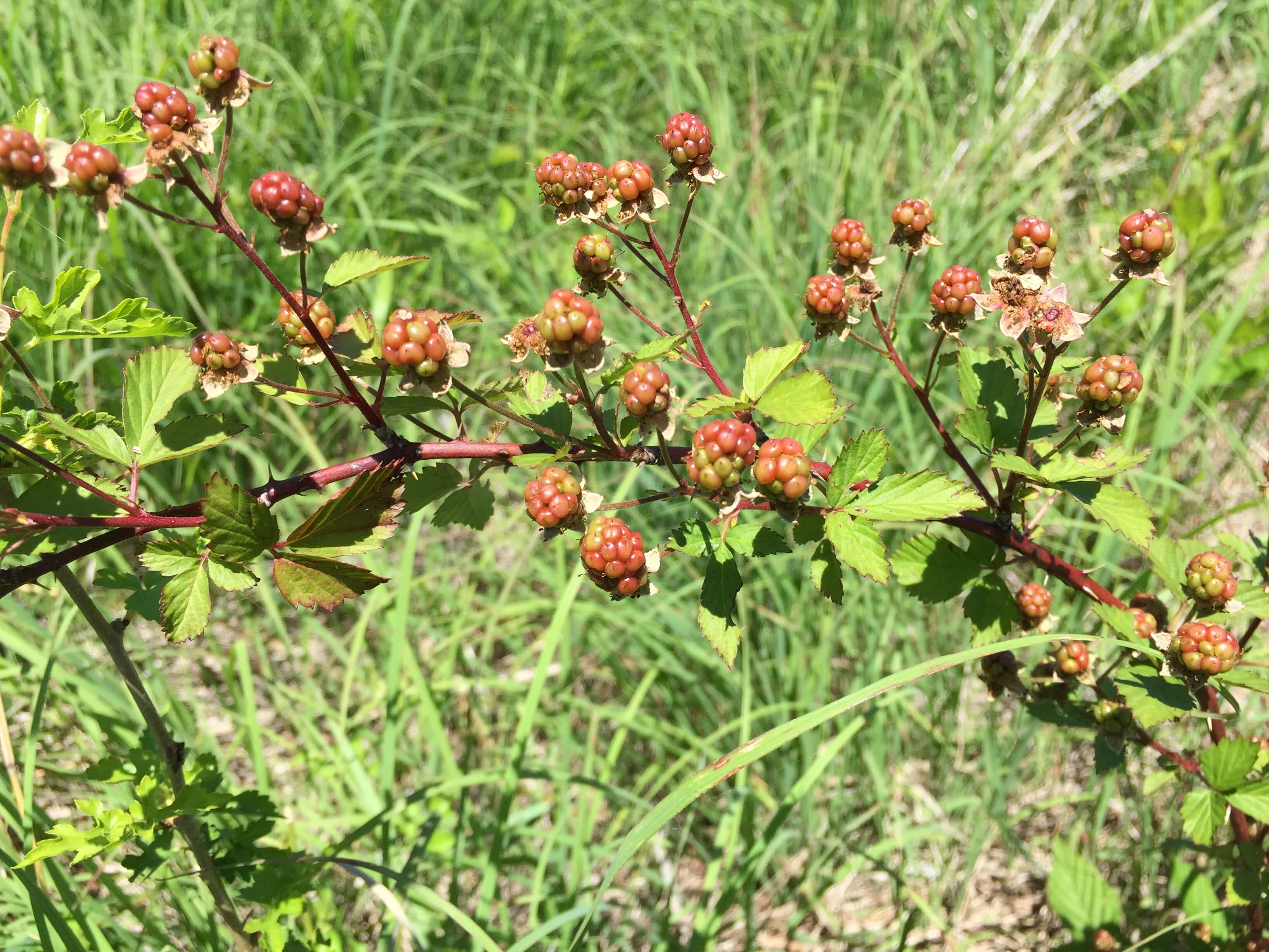 Blackberries