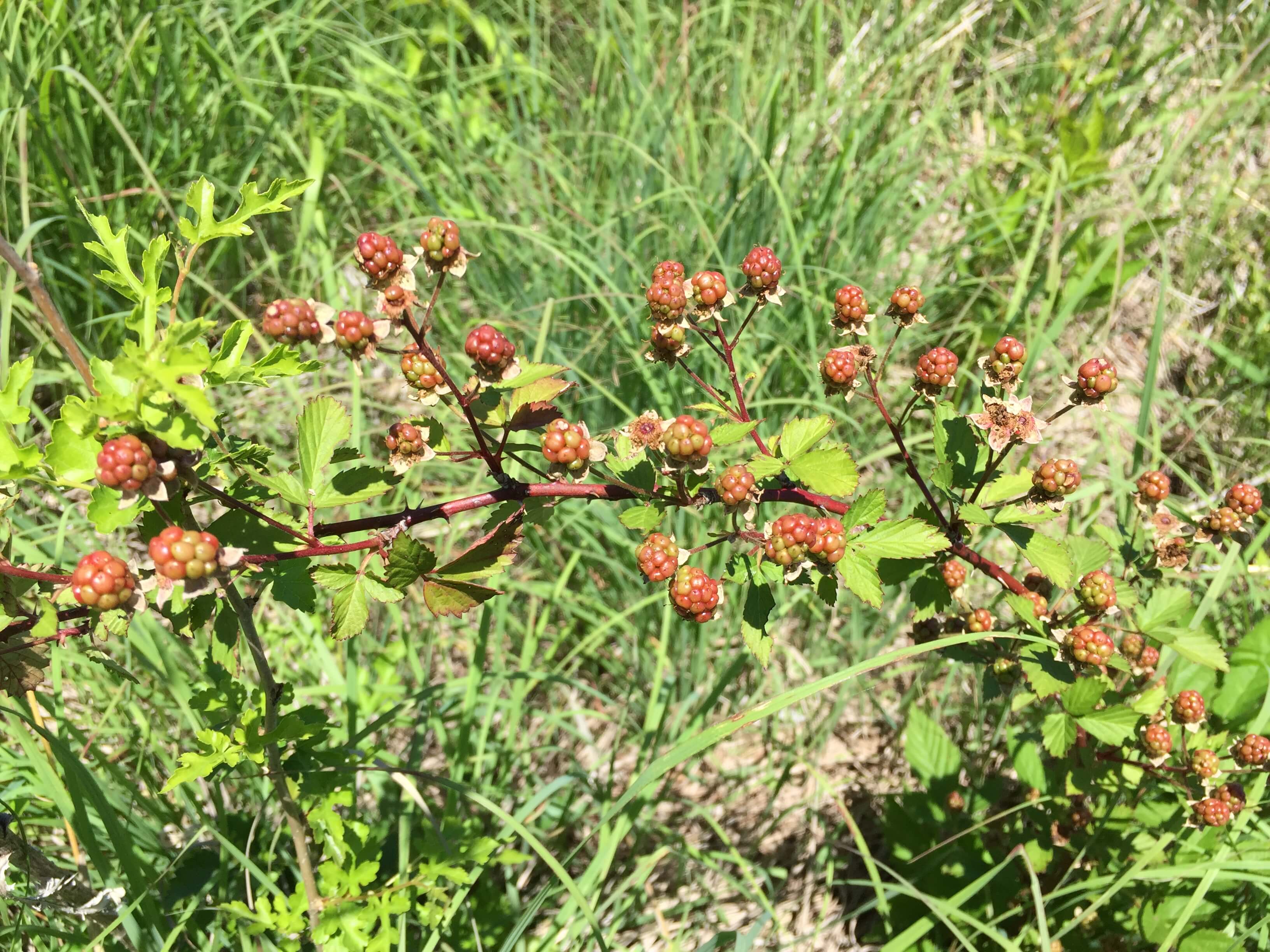 Blackberries