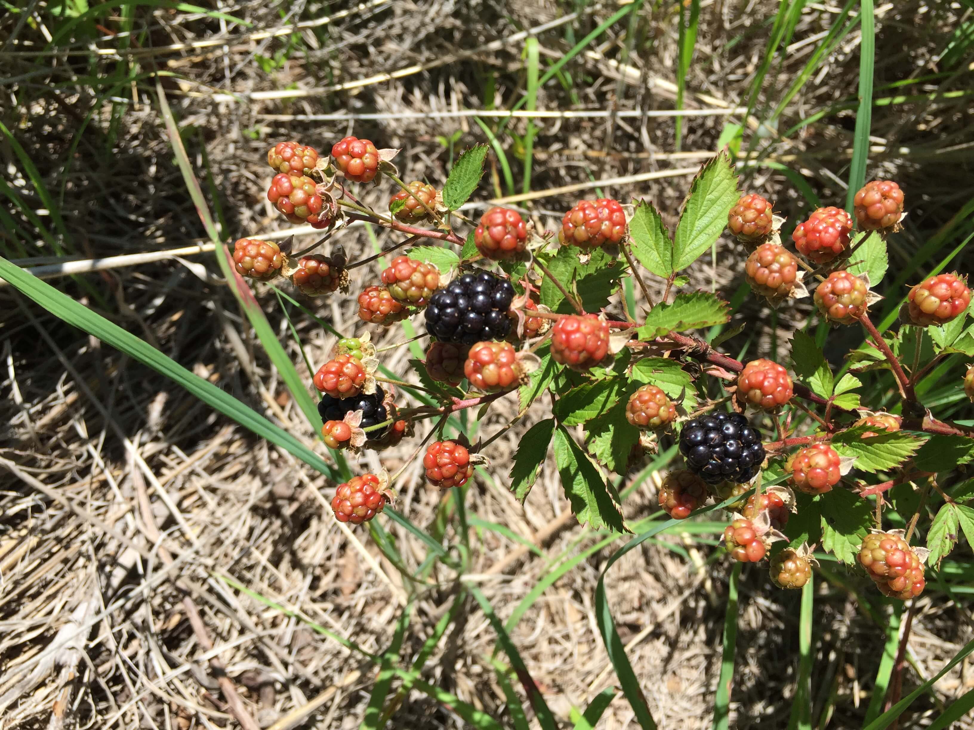 Blackberry Plant