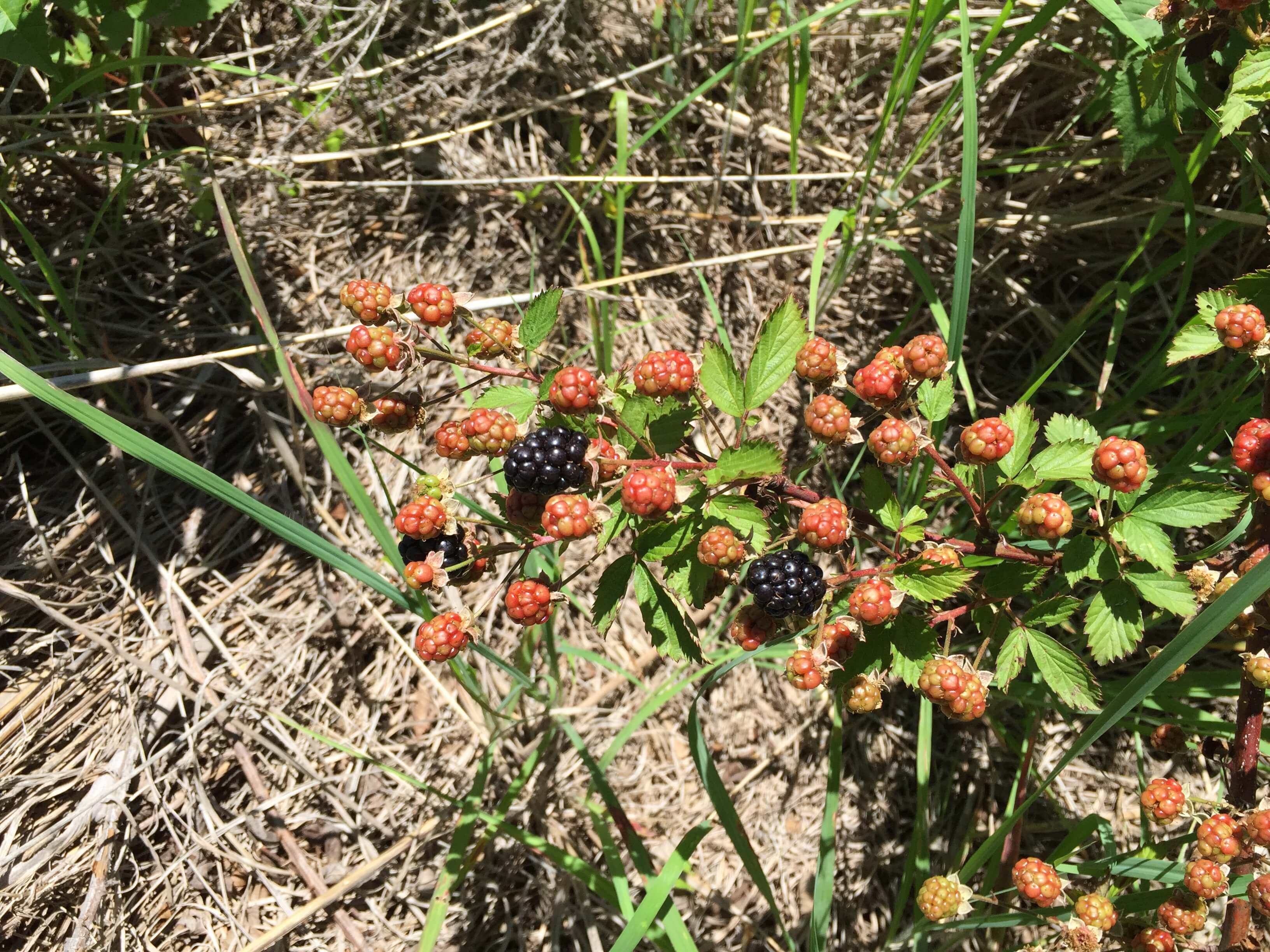 Blackberries