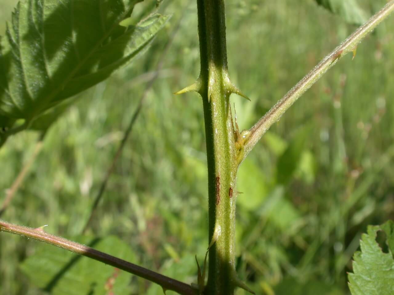 Blackberry Thorn