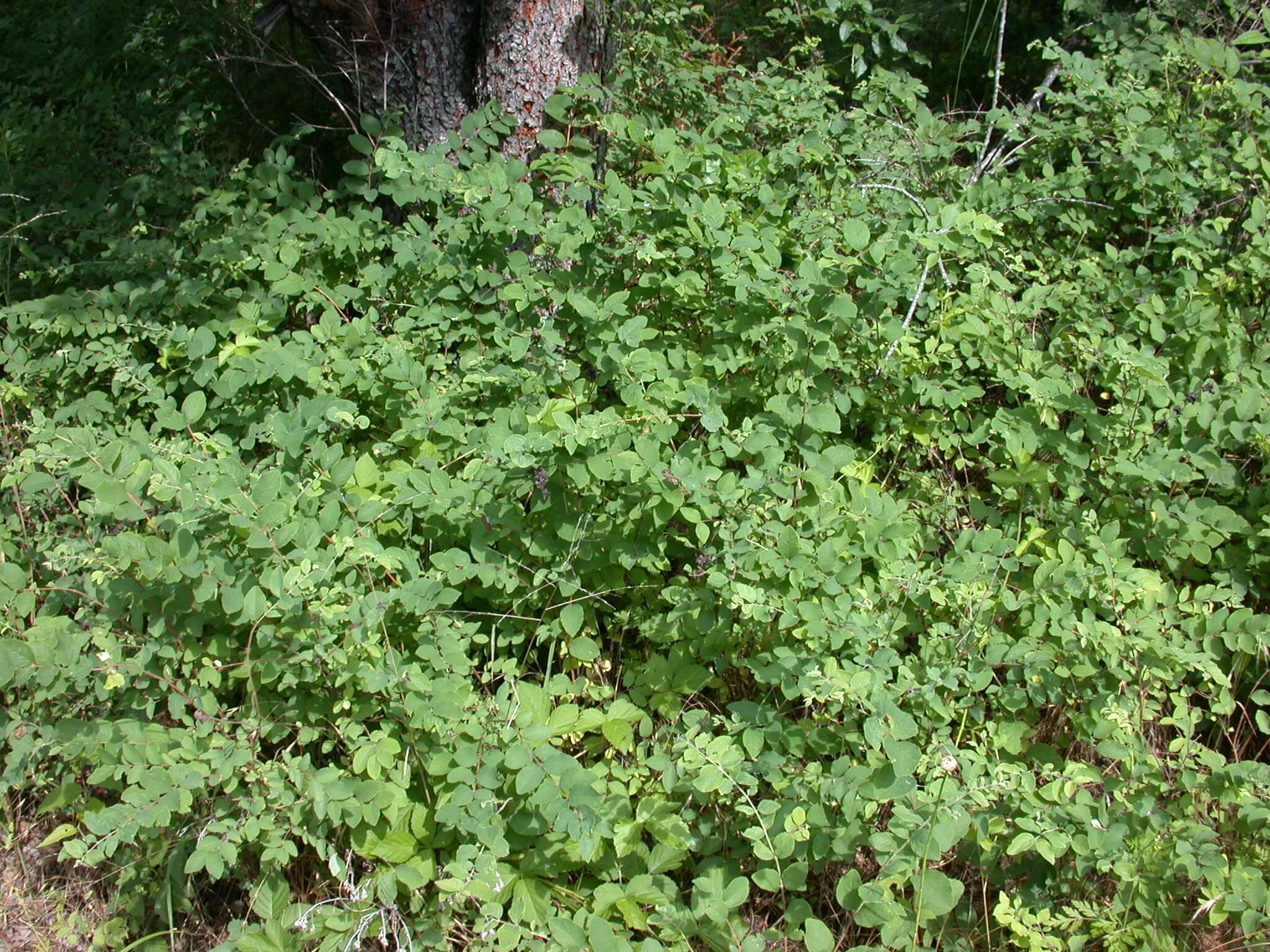 Coralberry Bushes