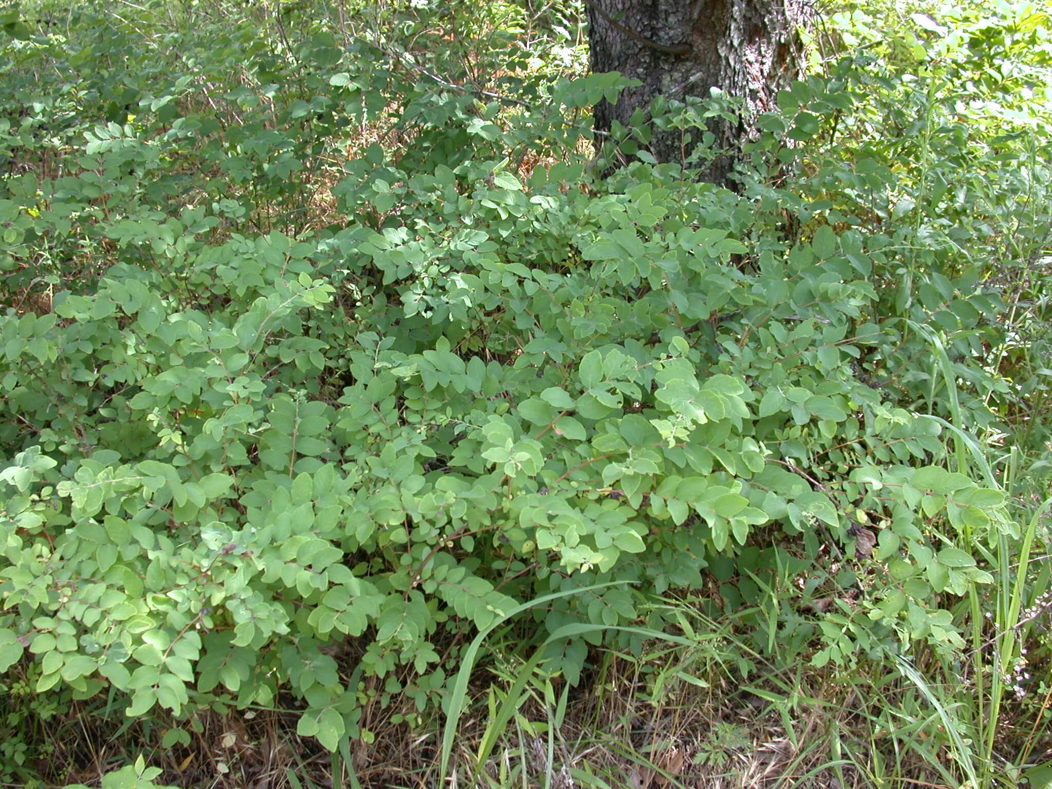 Coralberry Bushes