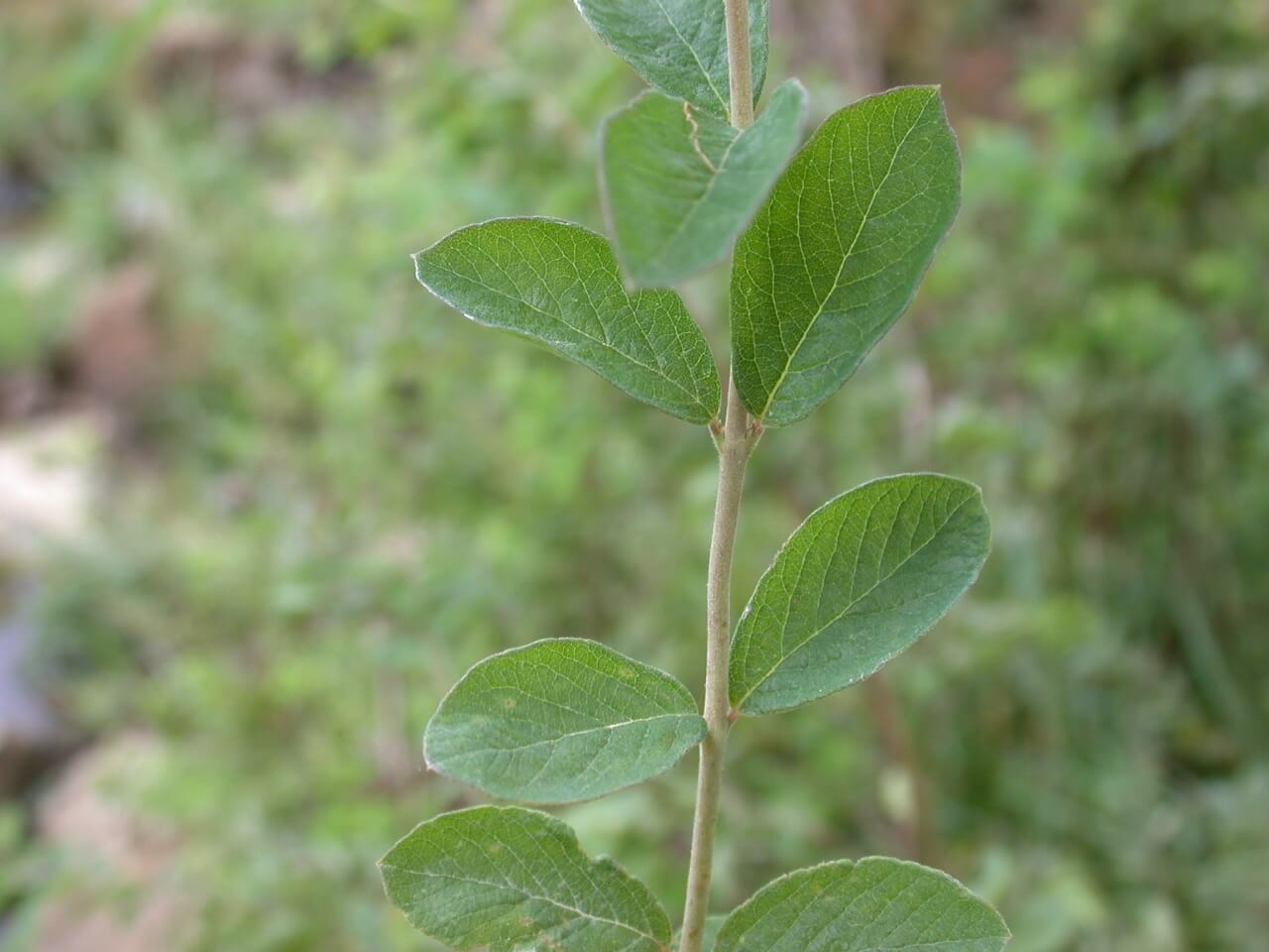 Coralberry Leaves