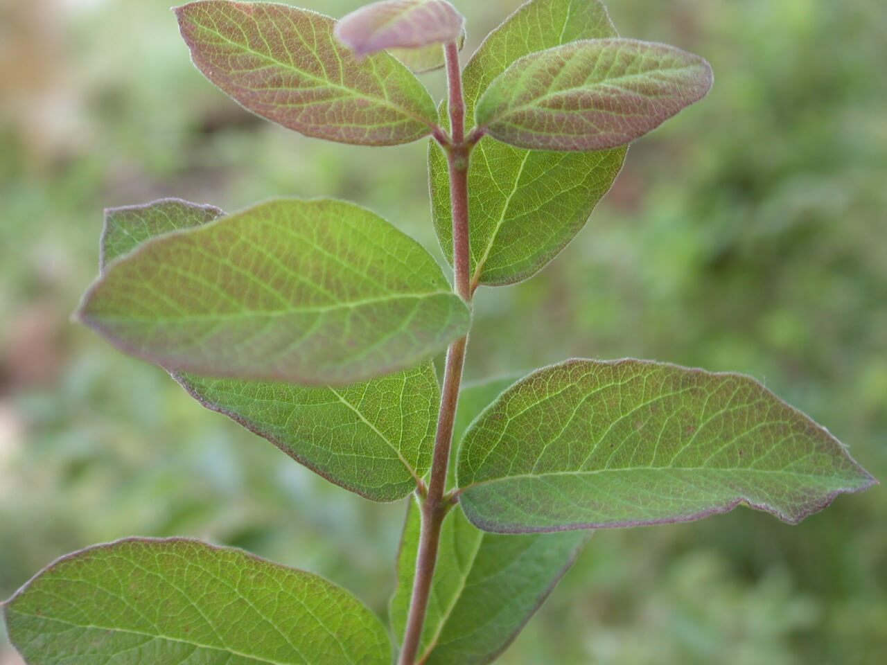 Coralberry Leaves
