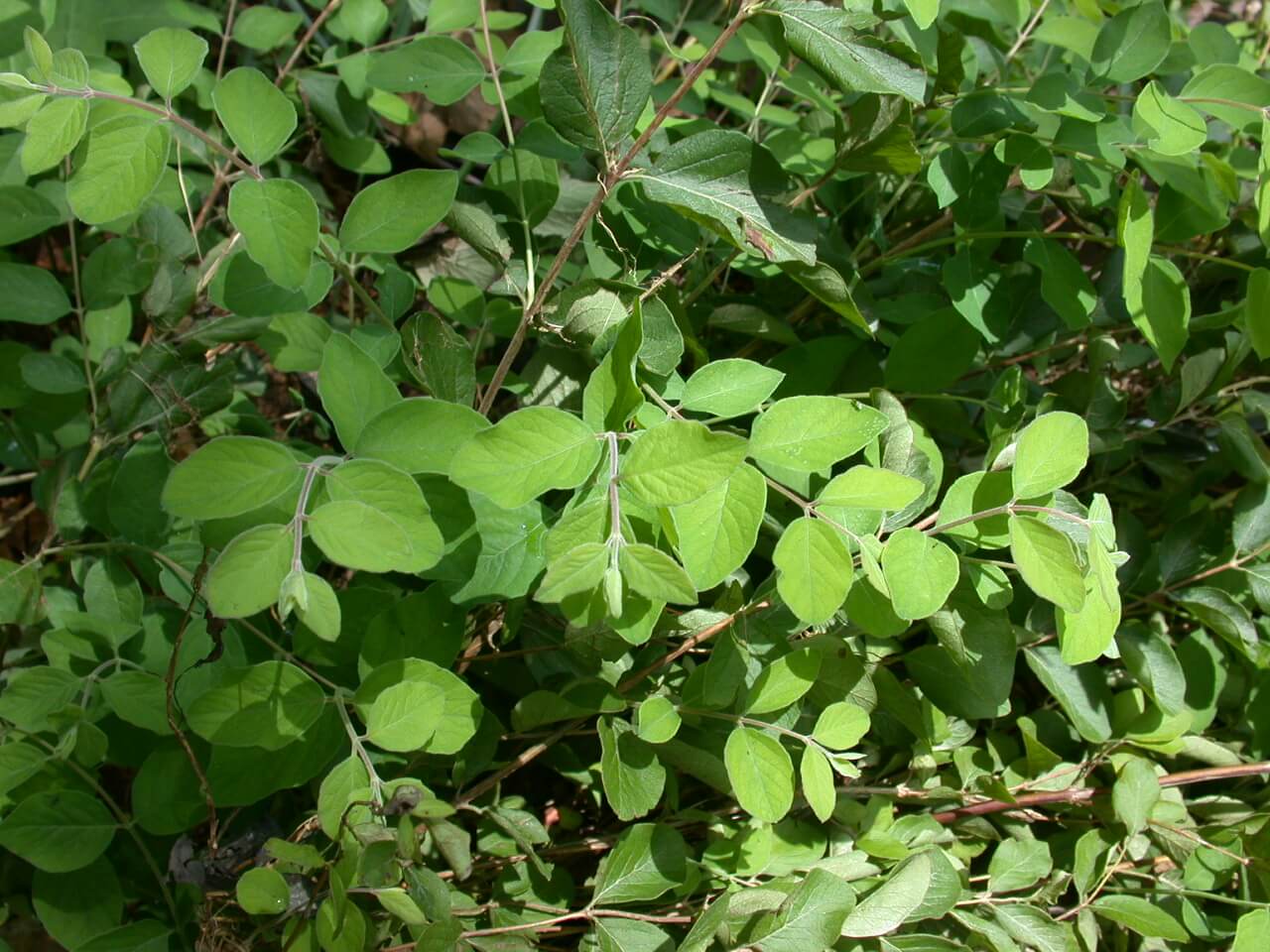 Coralberry New Leaves