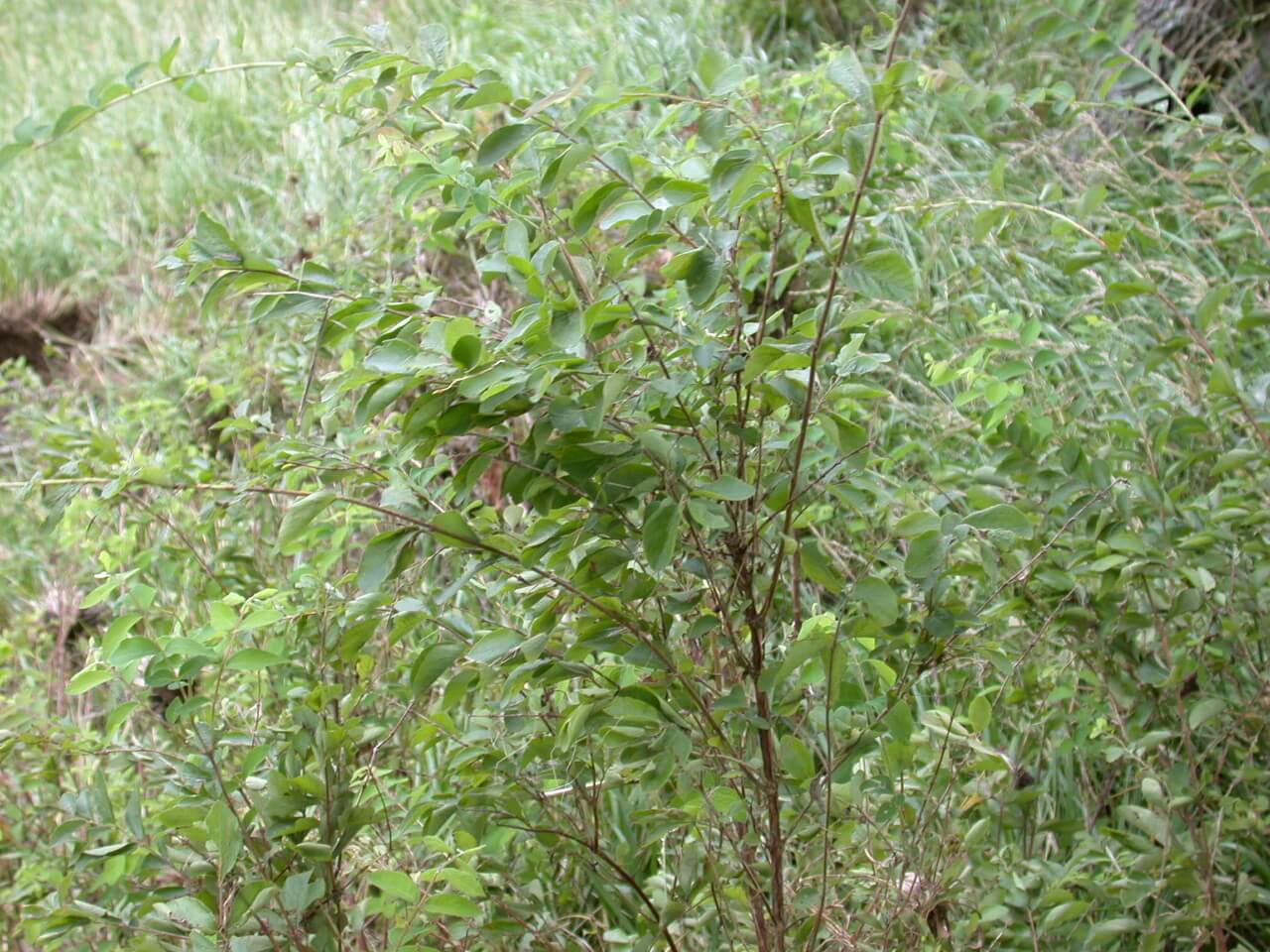 Coralberry Plant