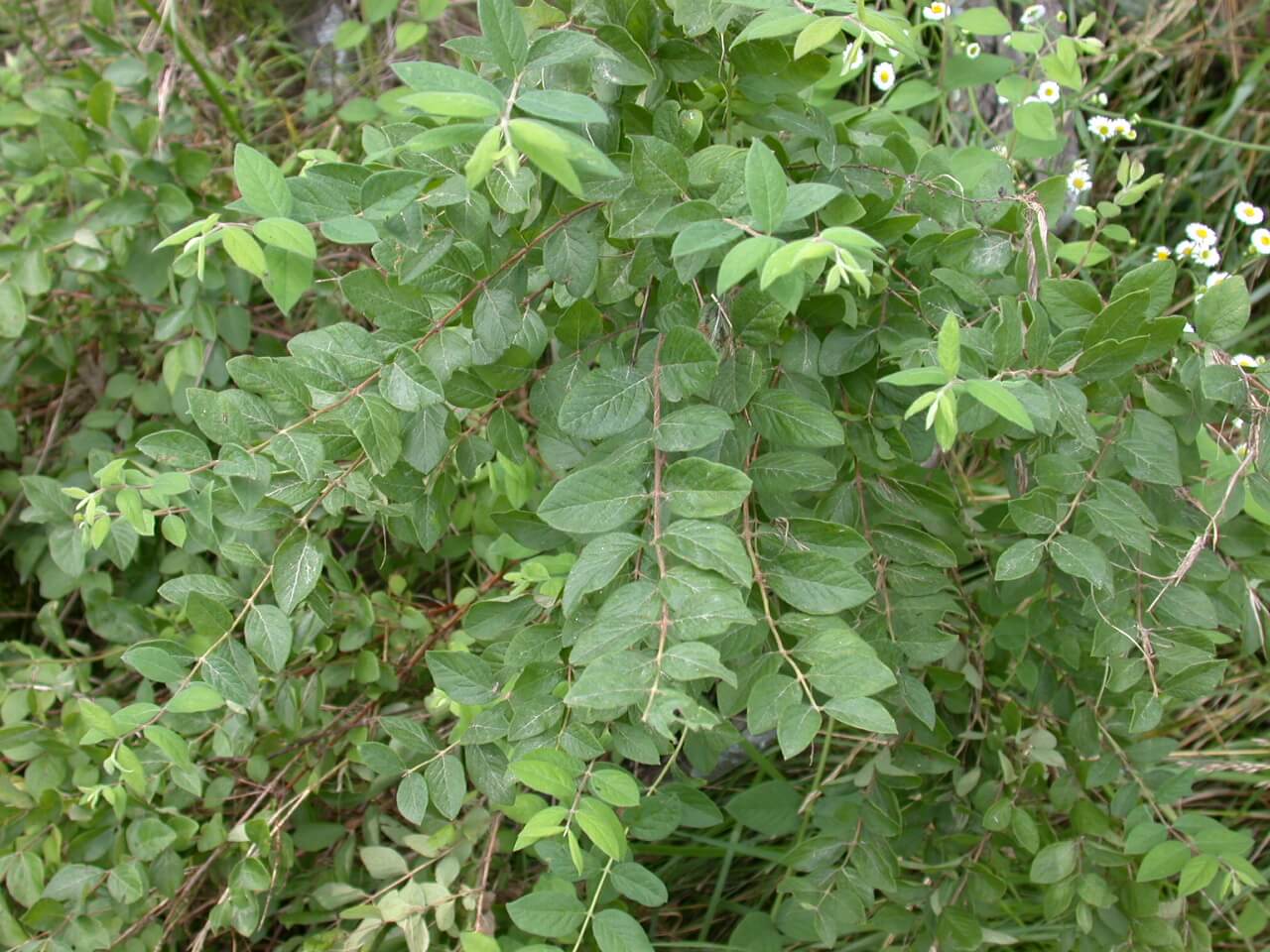 Coralberry Buckbrush Plant