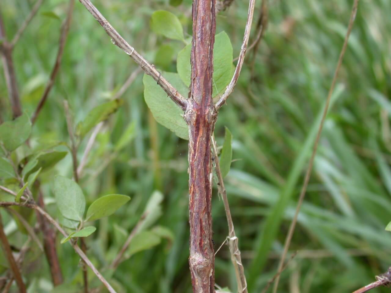 Coralberry Stem