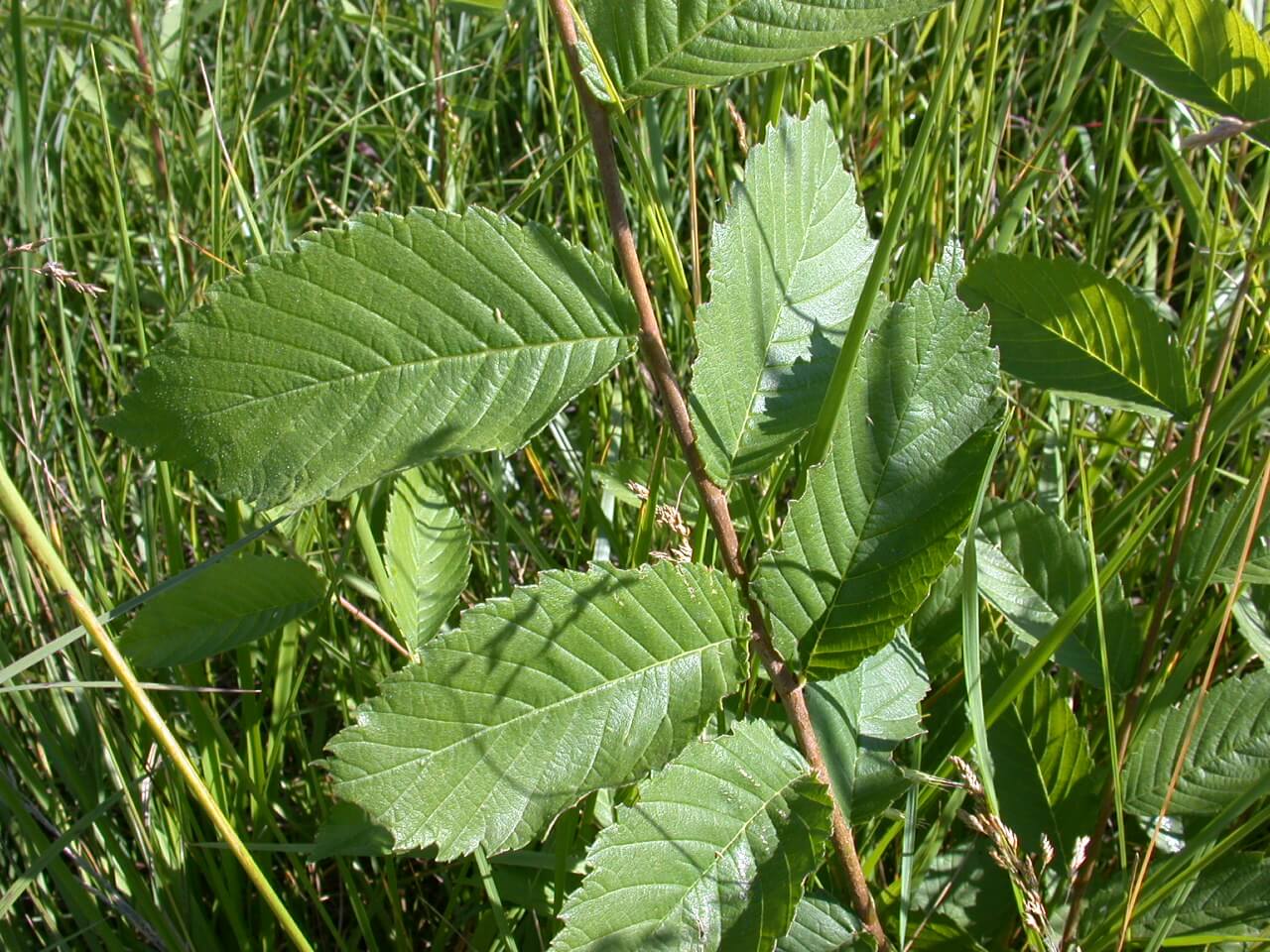 Elm Plant