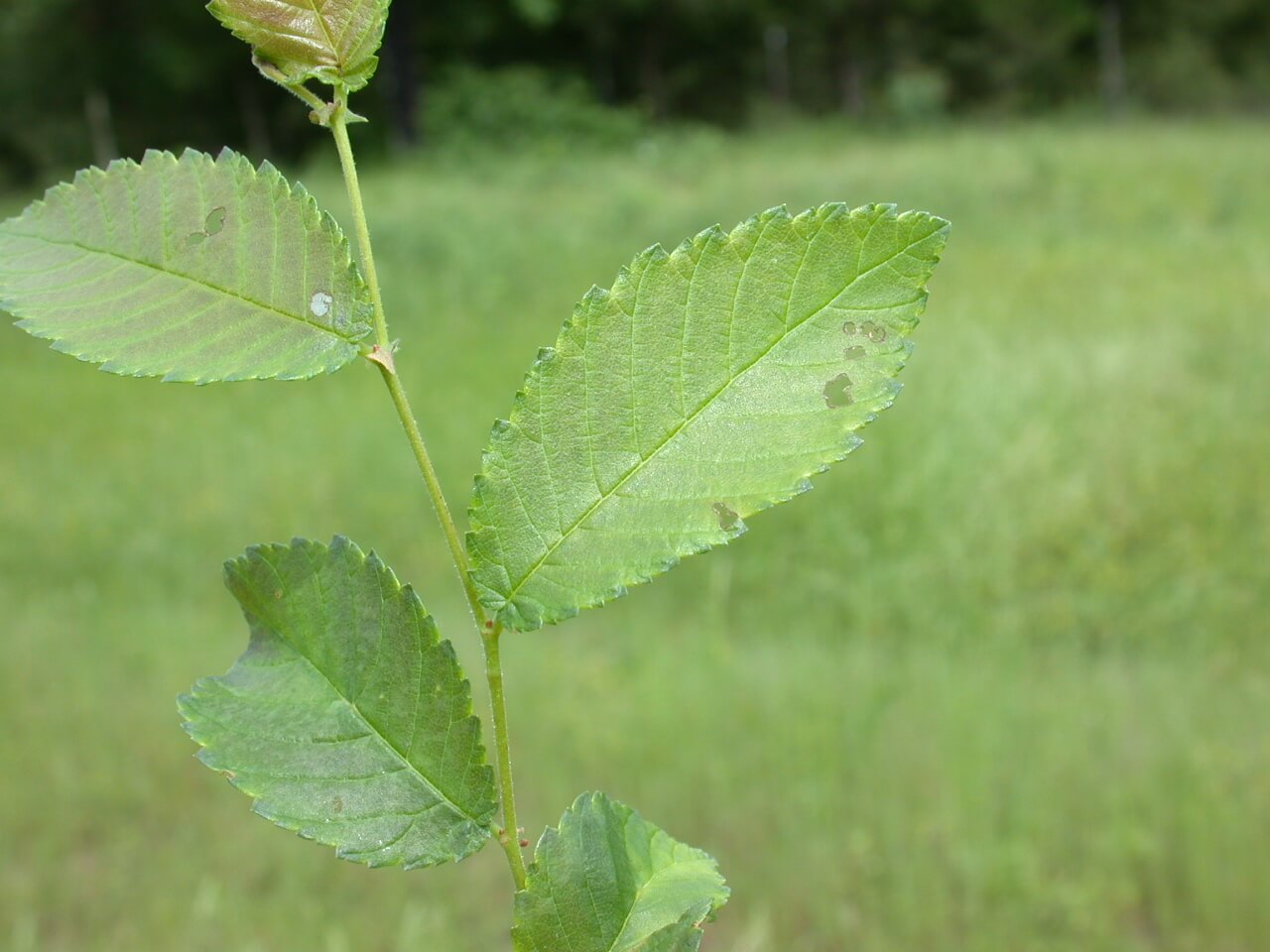 Elm Leaf