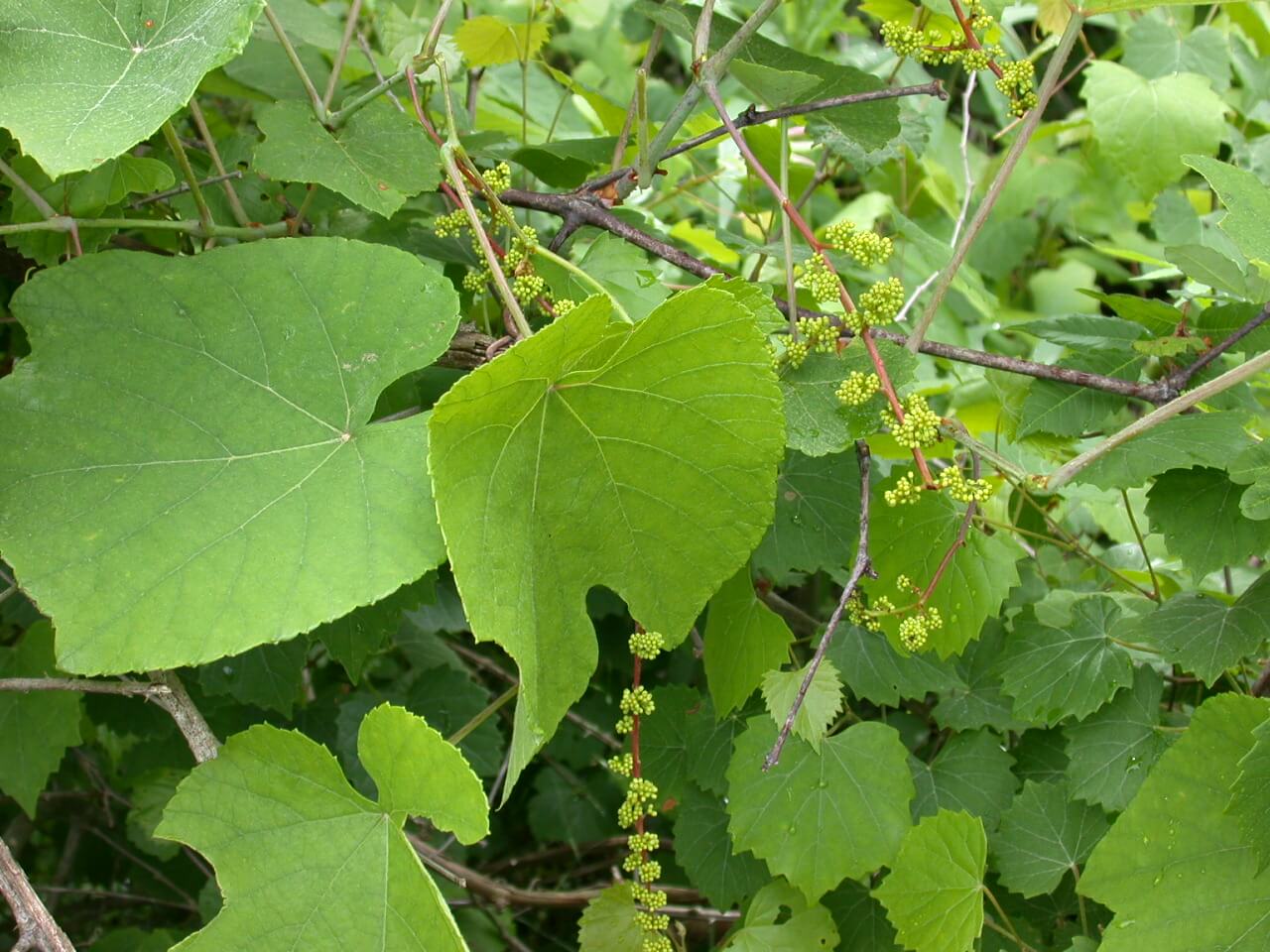 Grape Plant