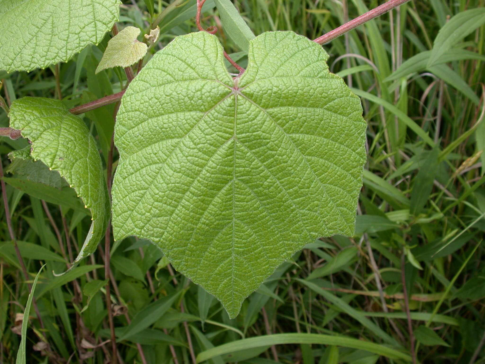 Grape Leaf