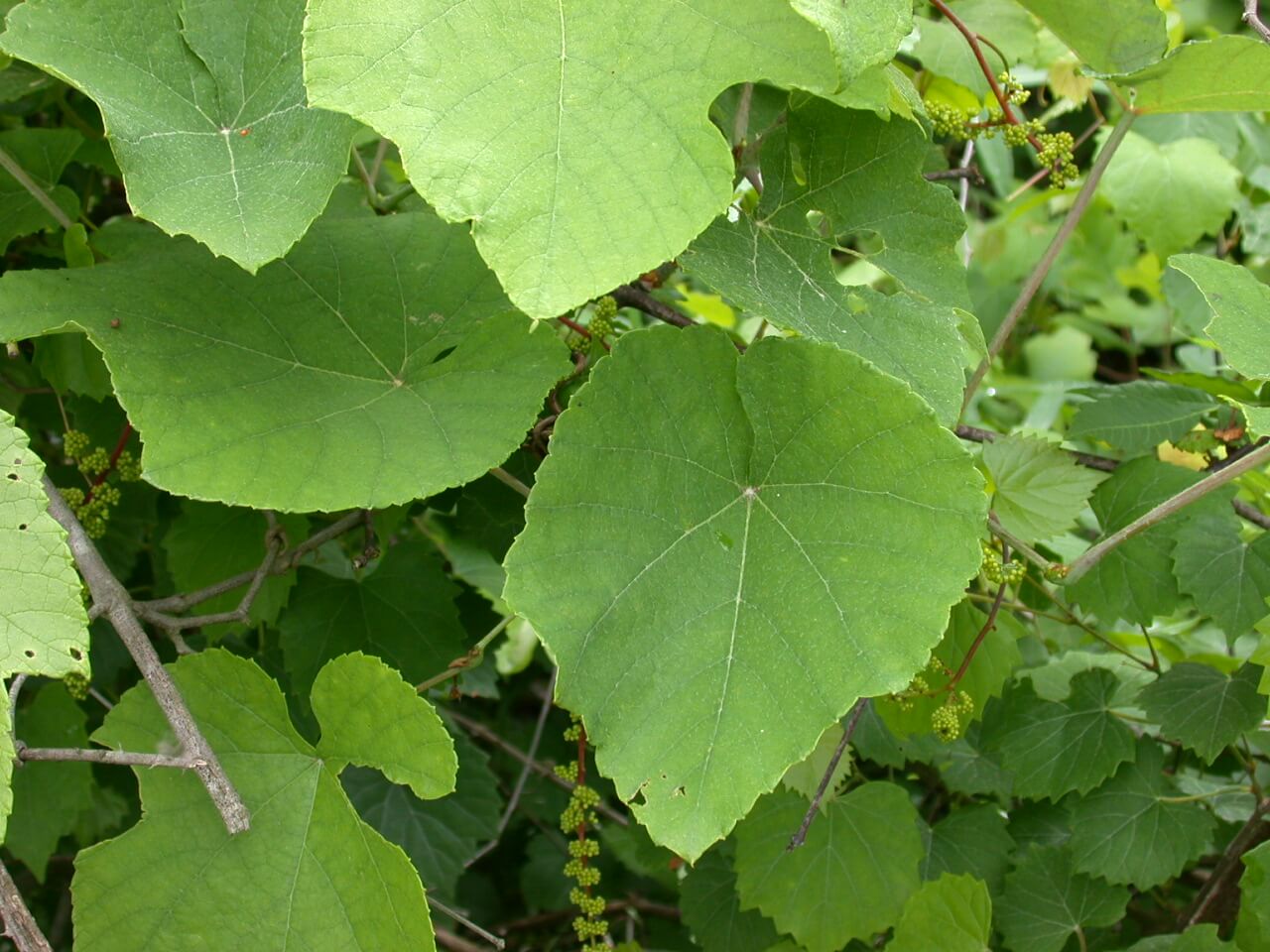 Grape Leaf