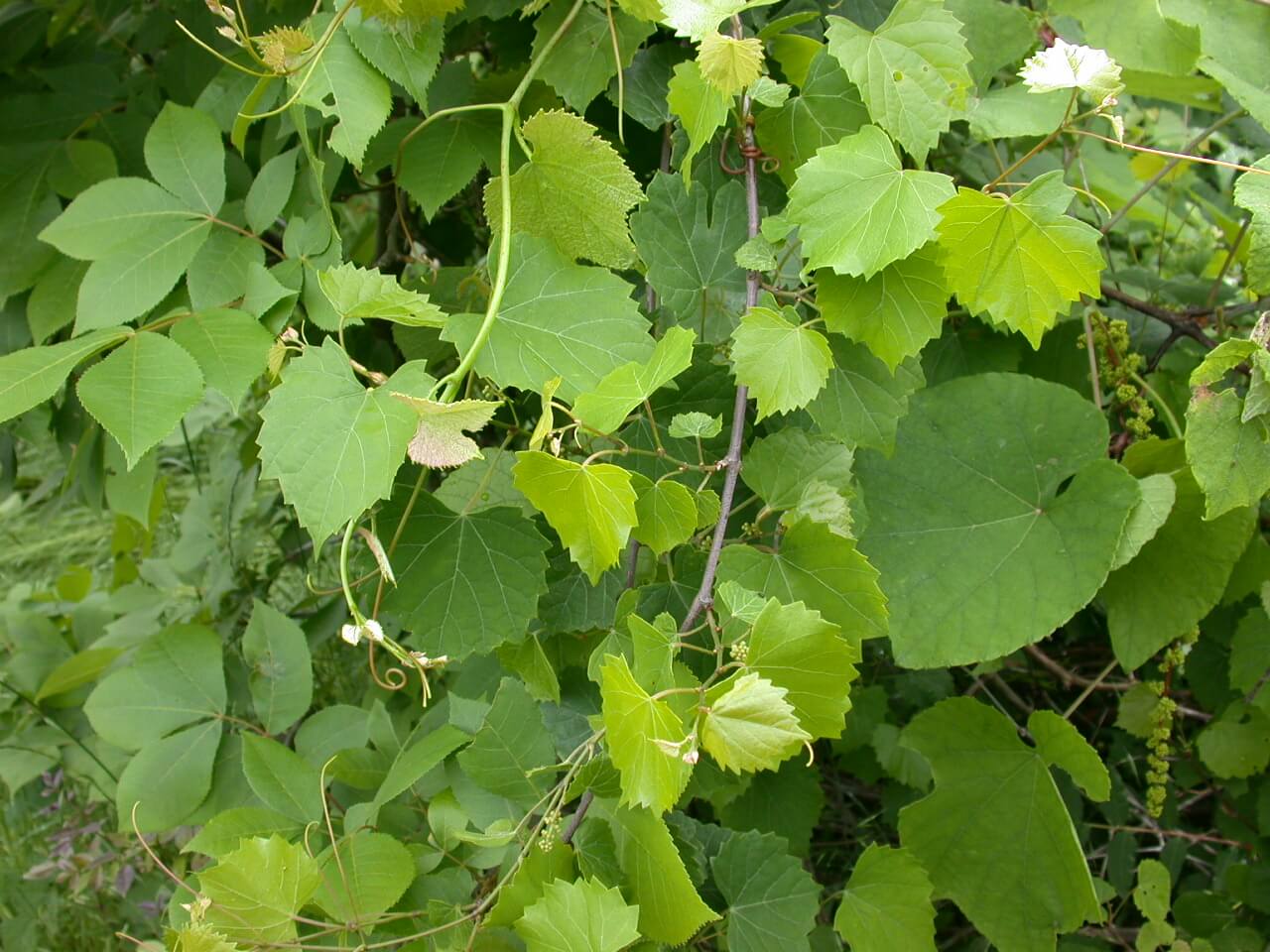 Grape Vine