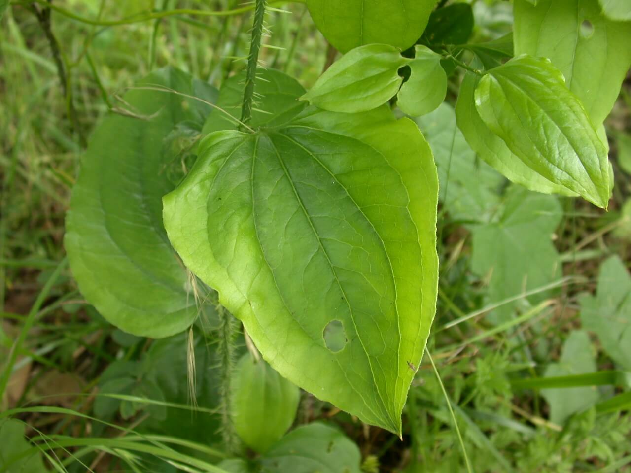 Greenbrier Leaf