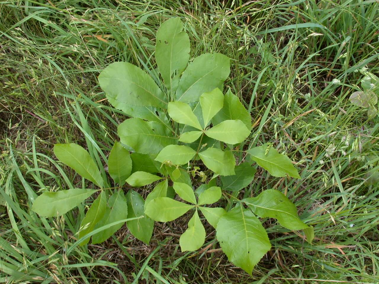 Hickory Plant