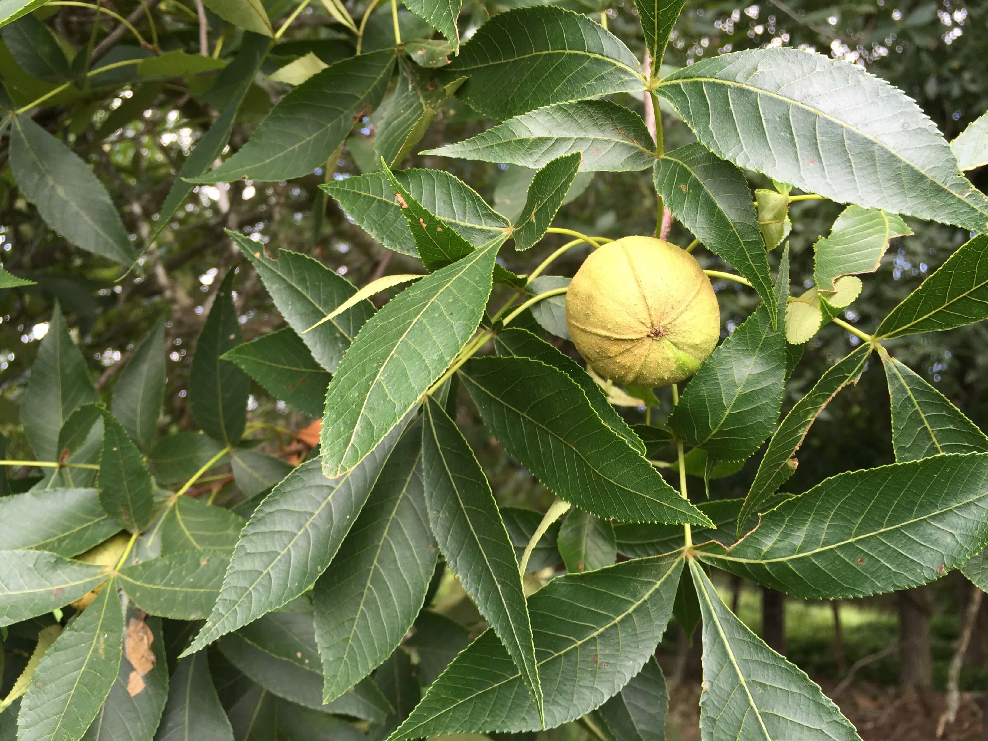 Hickory Leaves and Nuts