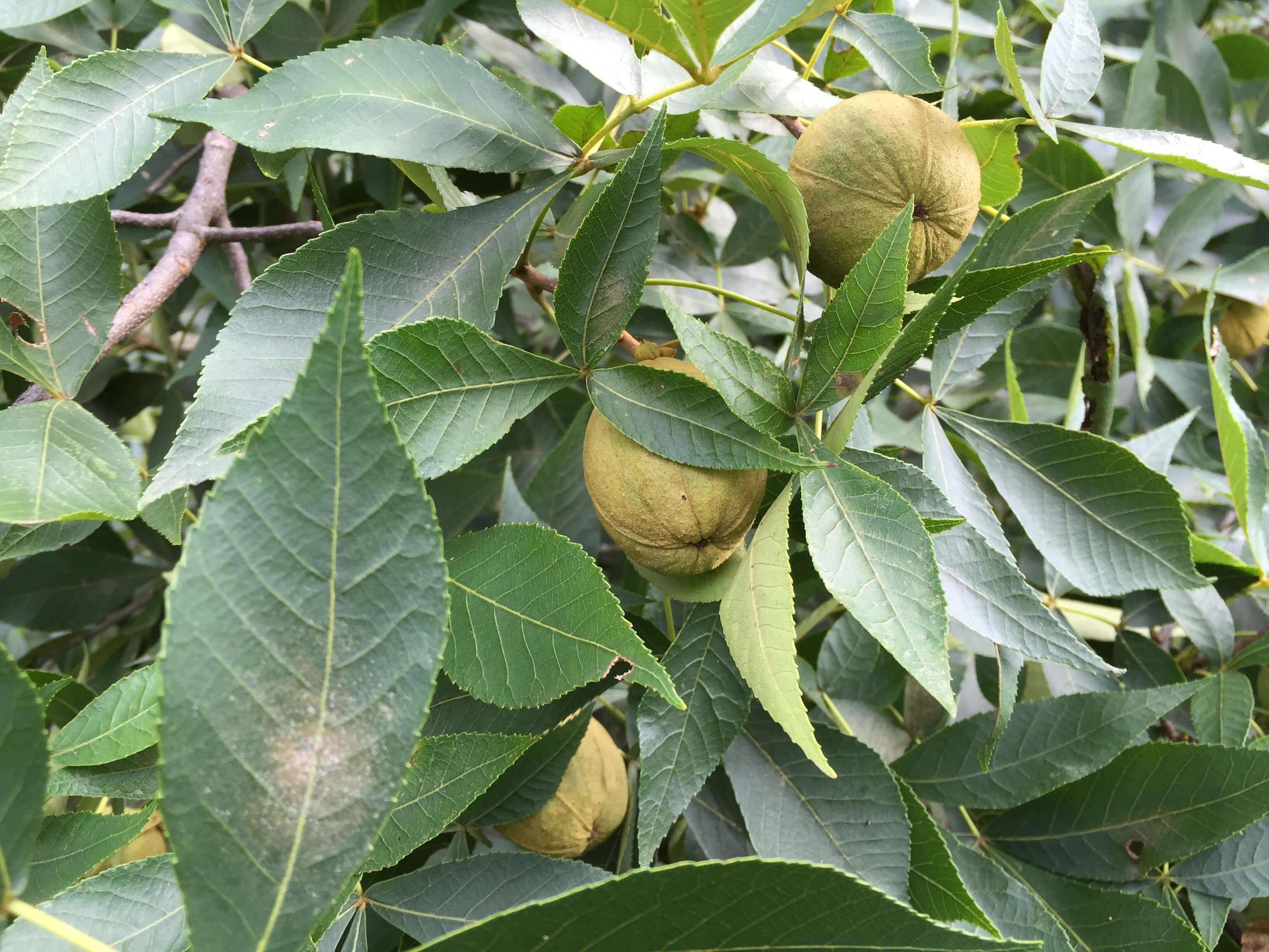 Hickory Leaves and Nuts