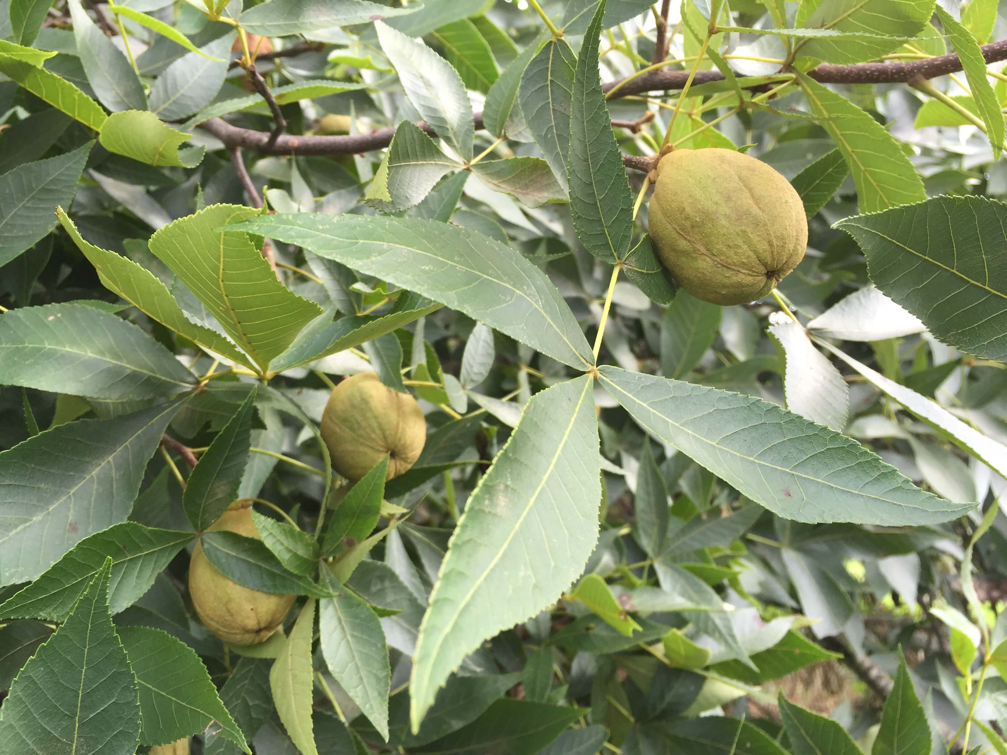 Hickory Leaves and Nuts