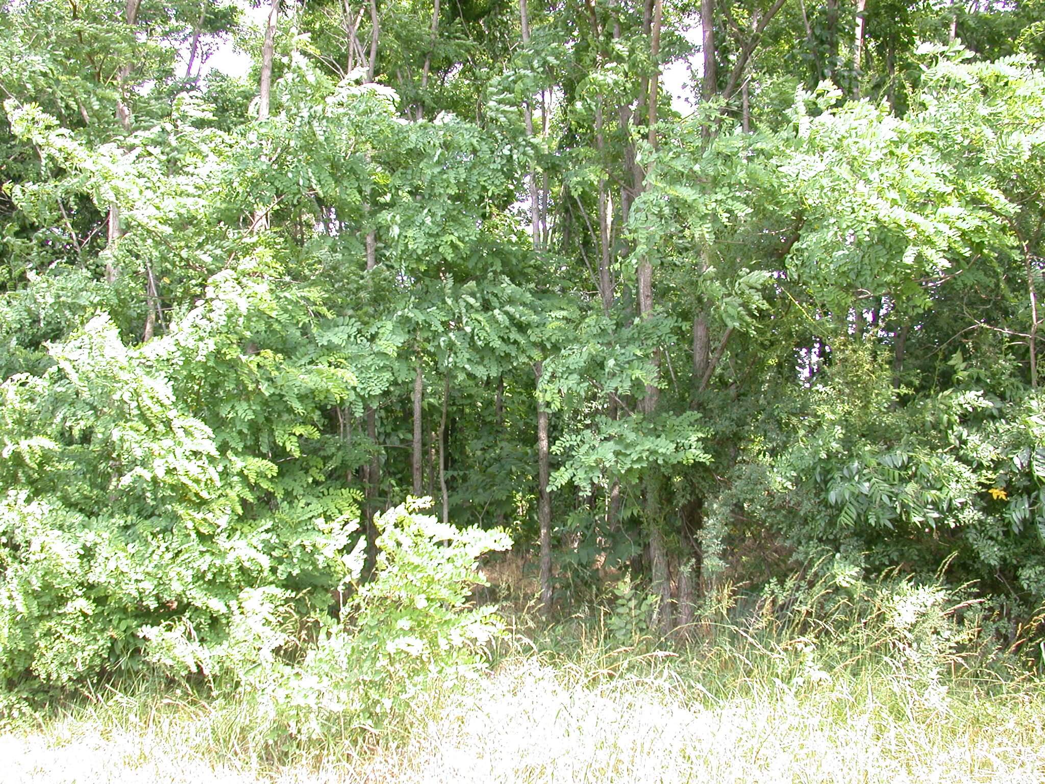 Black Locust Grove Trees