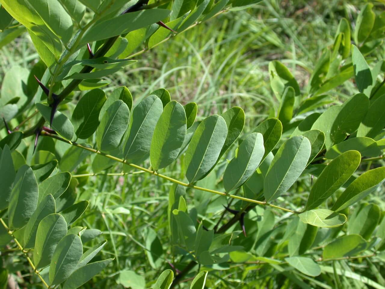 Honey Locust Leaves