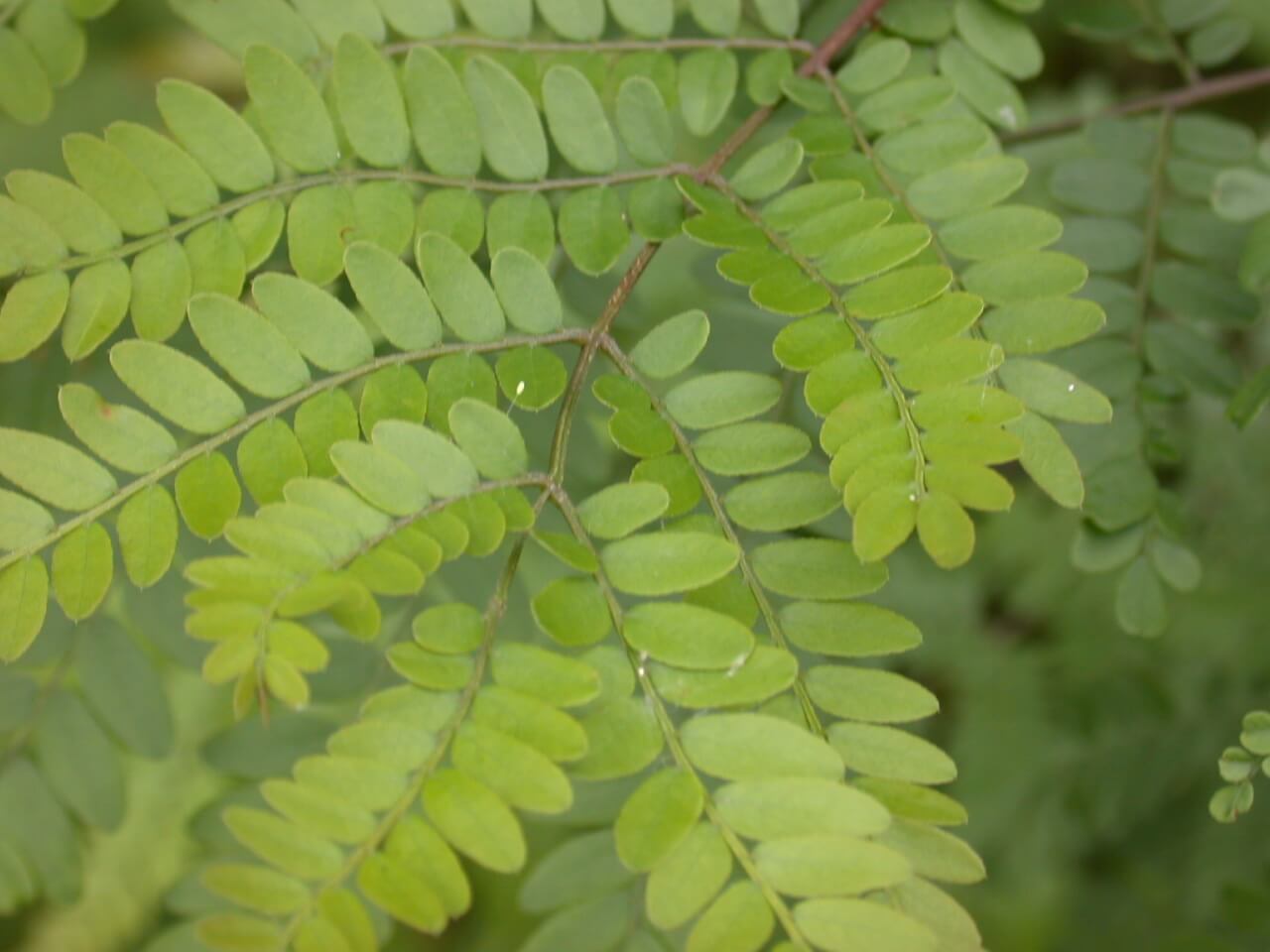 Honey Locust Leaves