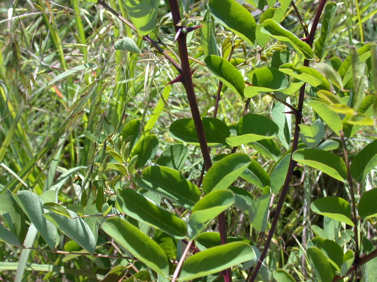 Honey Locust Stem