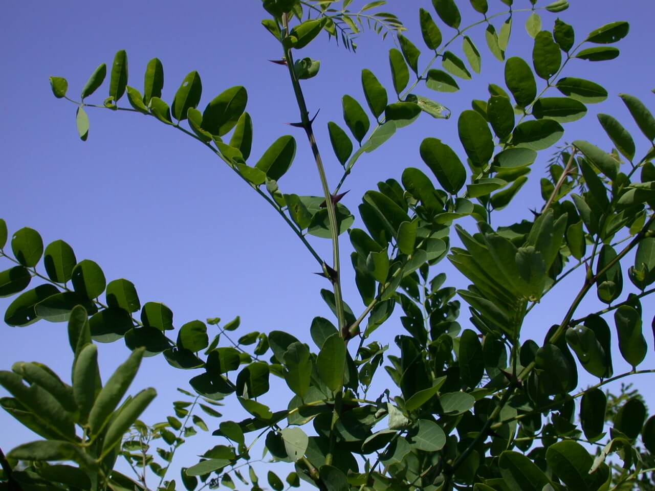 Honey Locust Stem