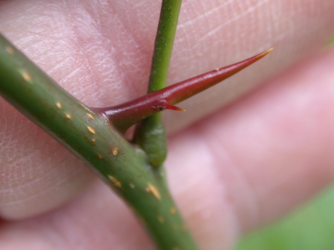 Honey Locust Thorn