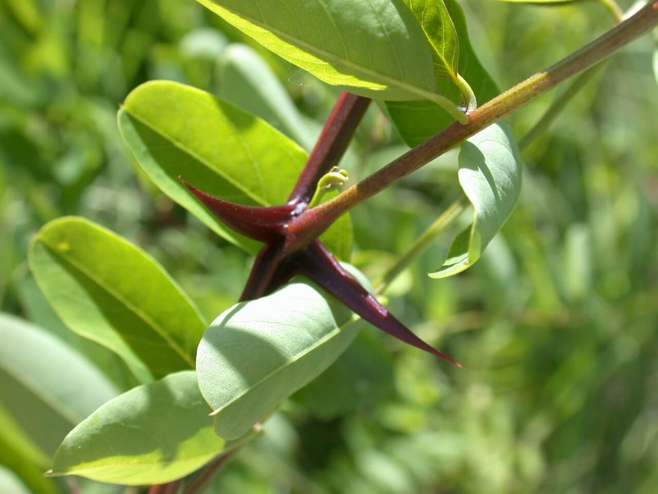 Honey Locust Thorn