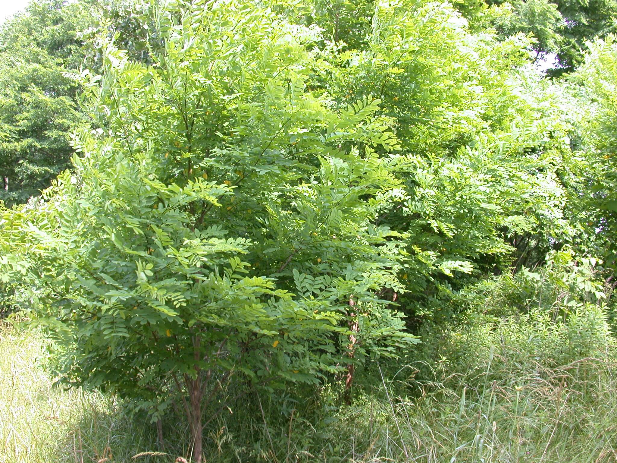 Honey Locust Tree