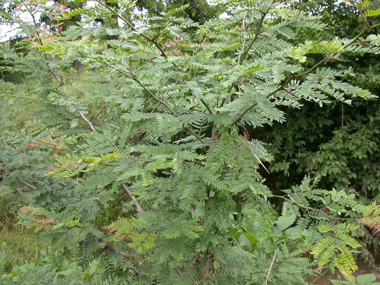 Honey Locust Tree