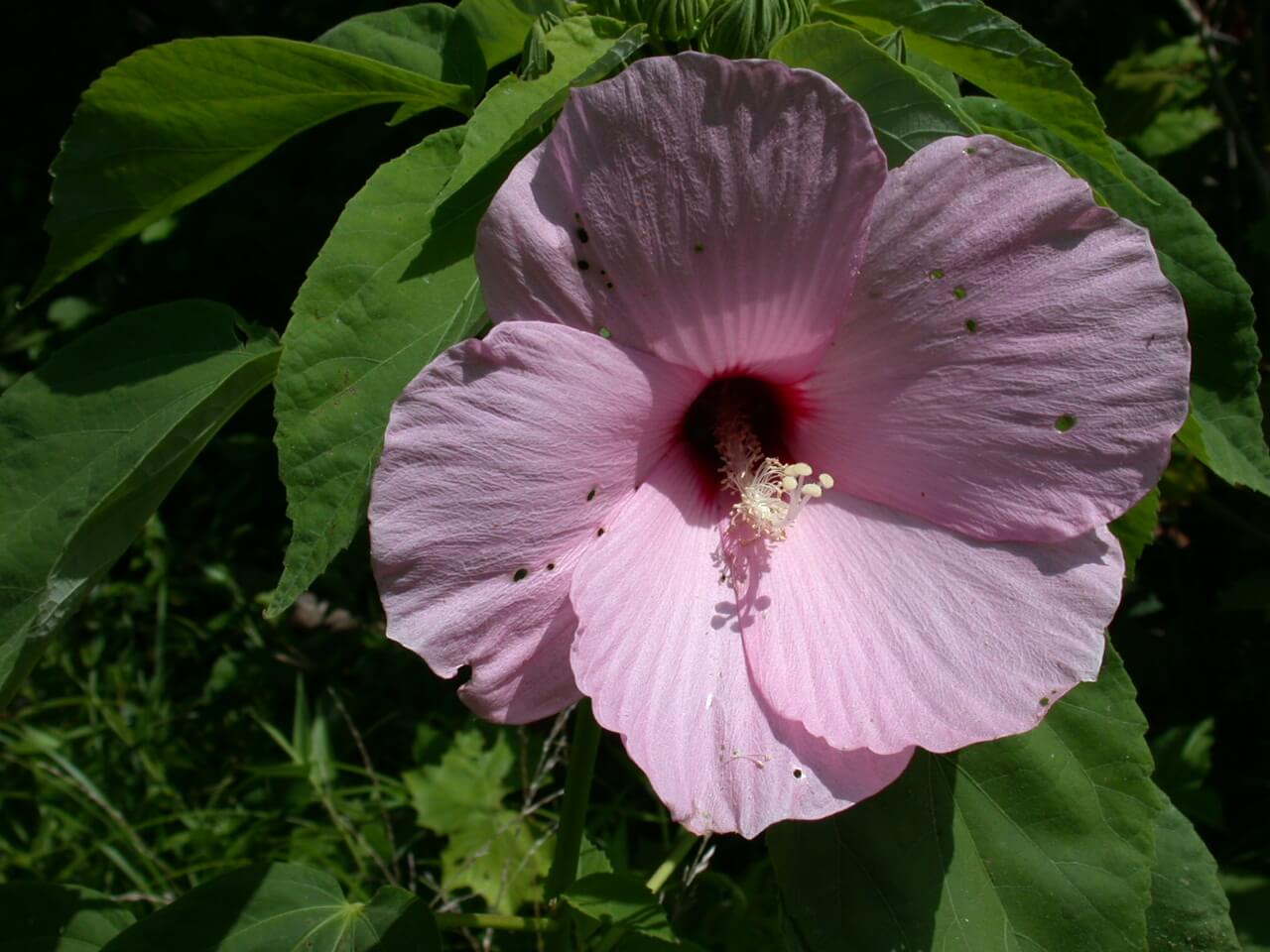 Mallow Bloom