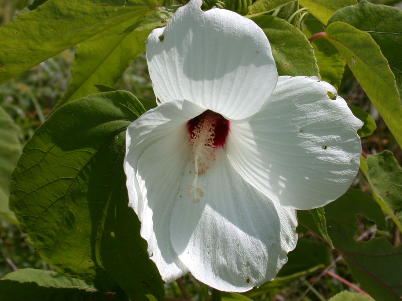 Mallow White