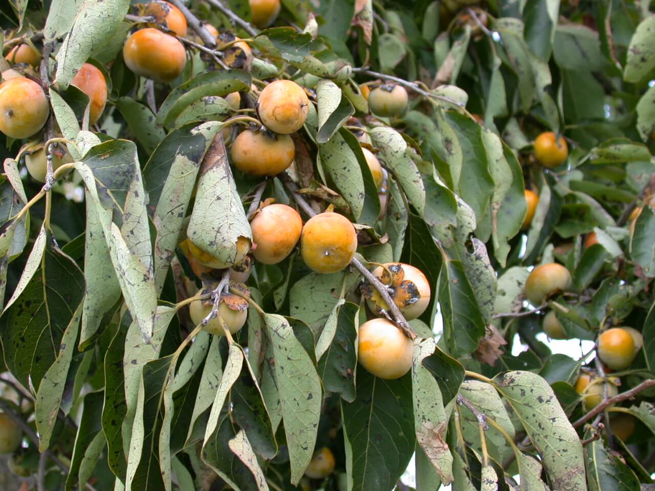 Persimmon Fruit