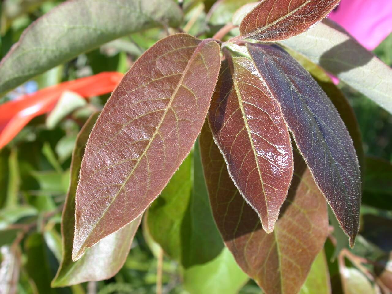 Persimmon Leaves