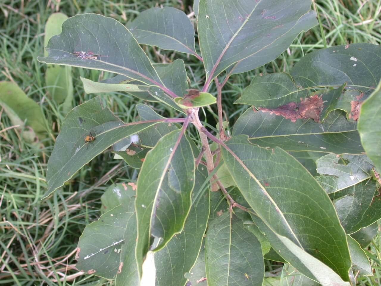 Persimmon Leaves