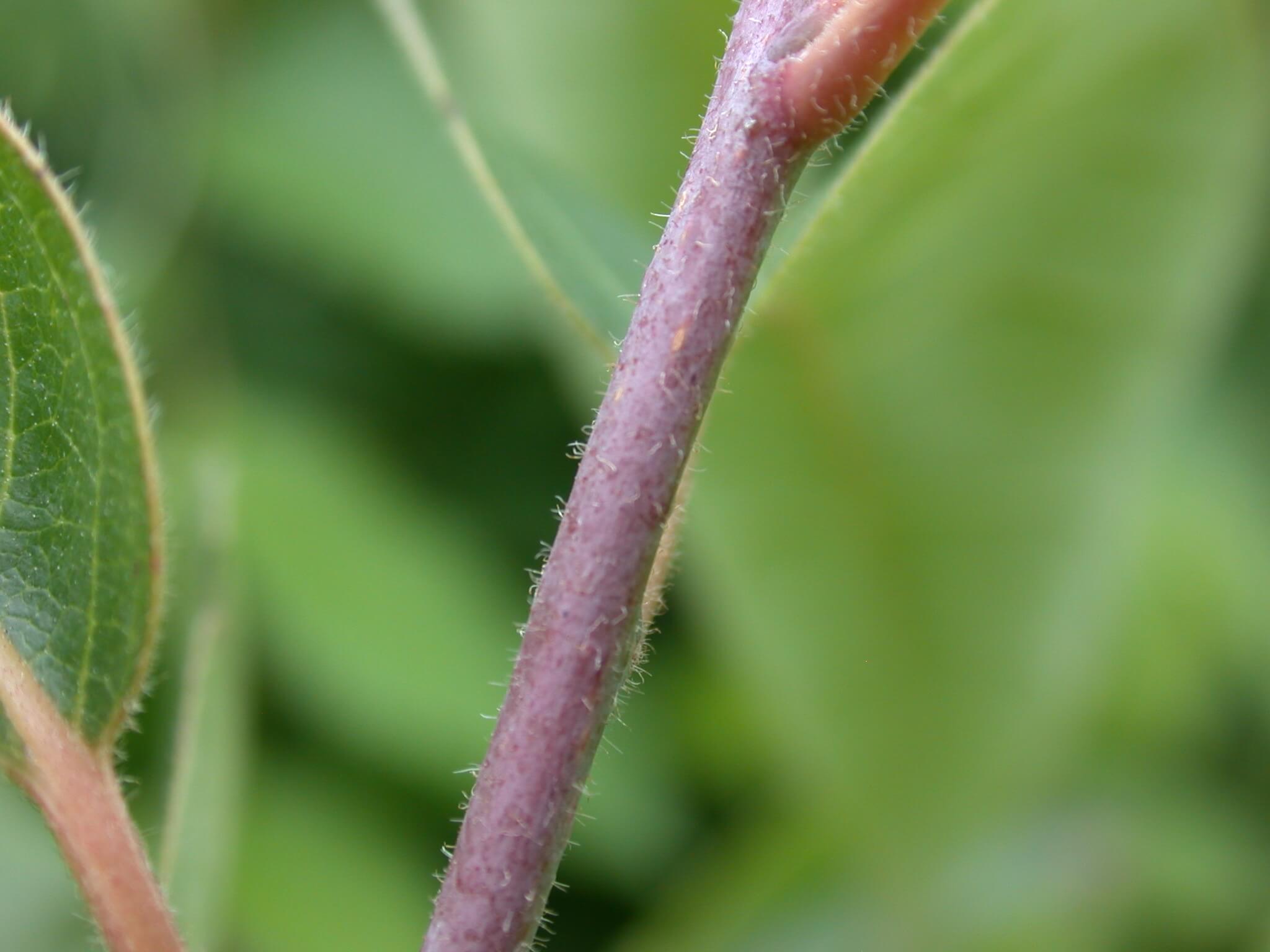 Persimmon Stem