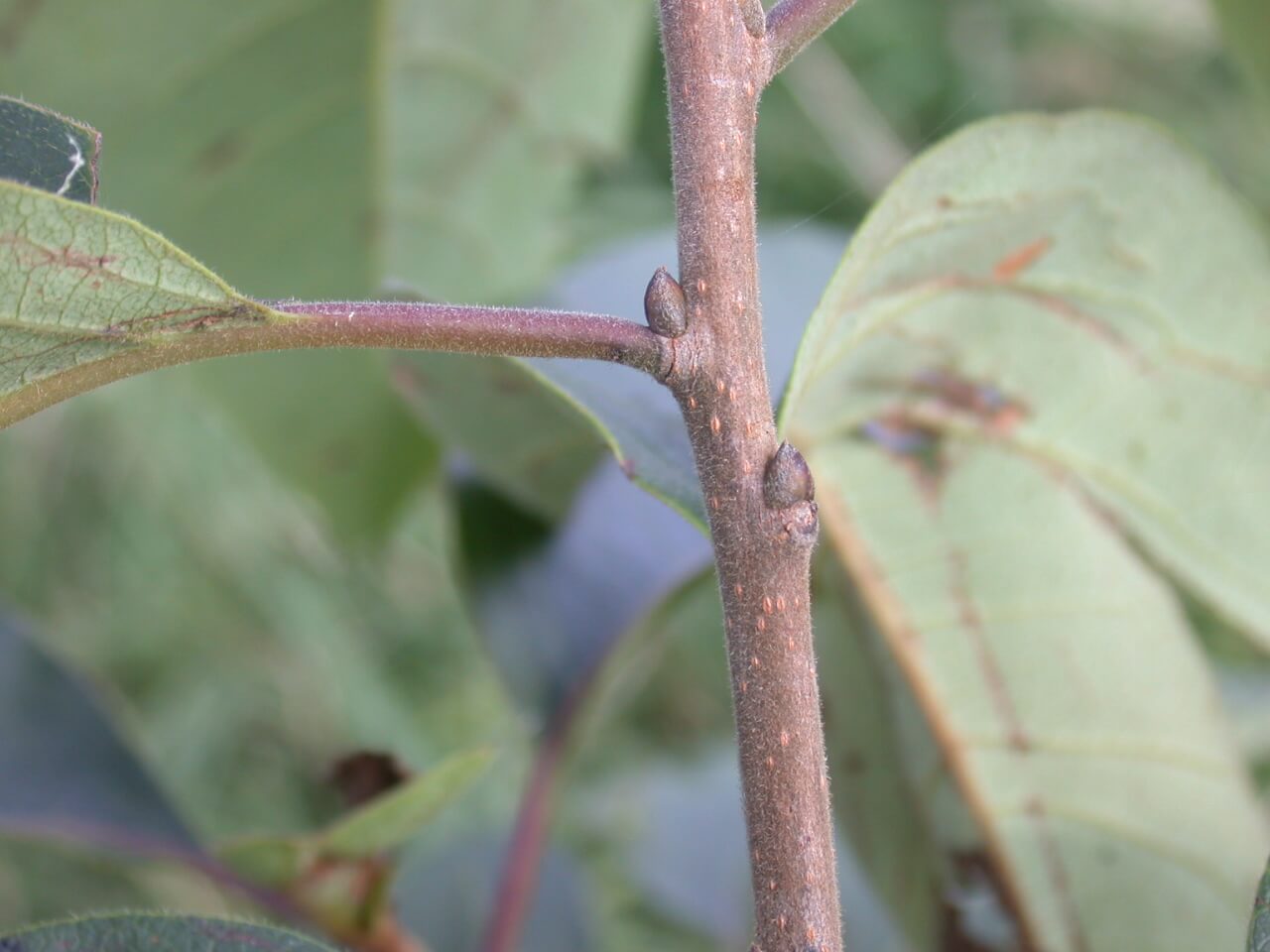 Persimmon Stem